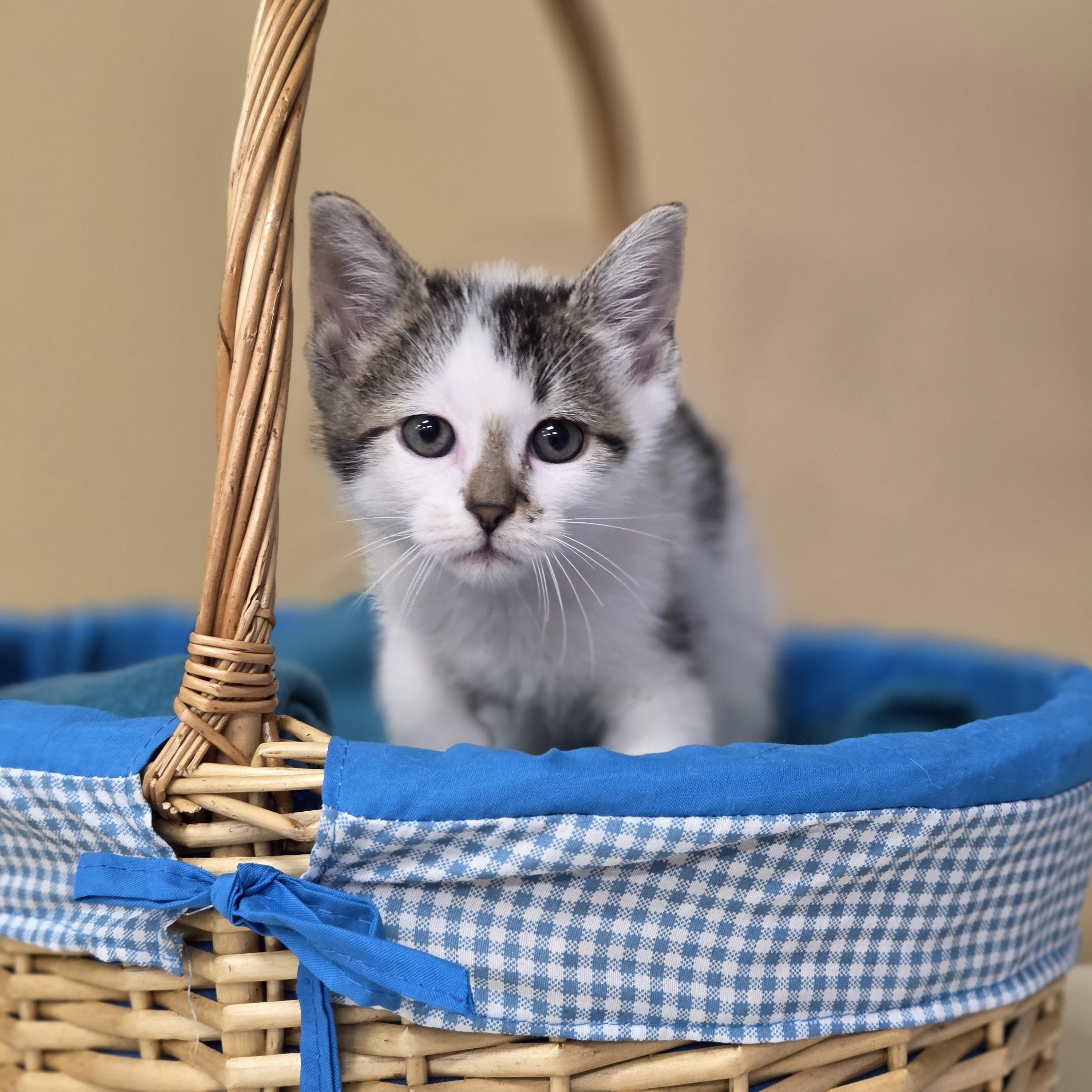 Plumbago, an adoptable Domestic Short Hair in Park Rapids, MN, 56470 | Photo Image 1