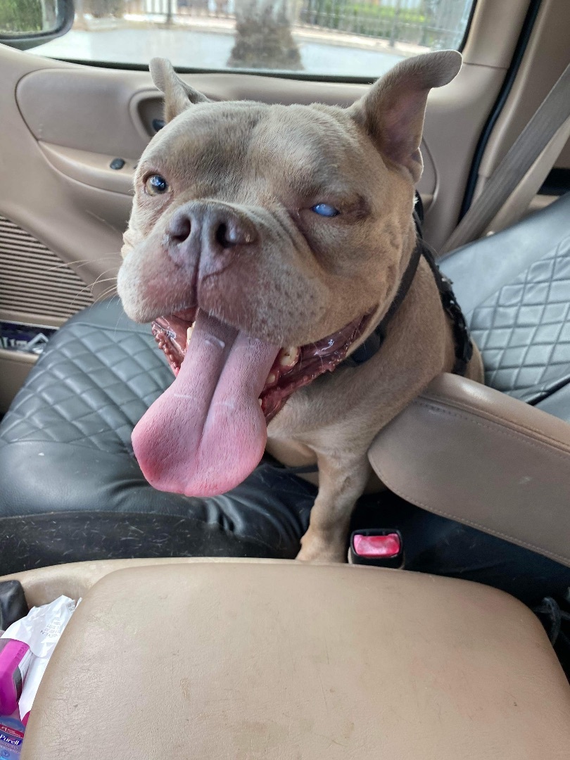 Cutie Koko, a Adoptable mixed breed in Fort Lauderdale , FL image 1/10