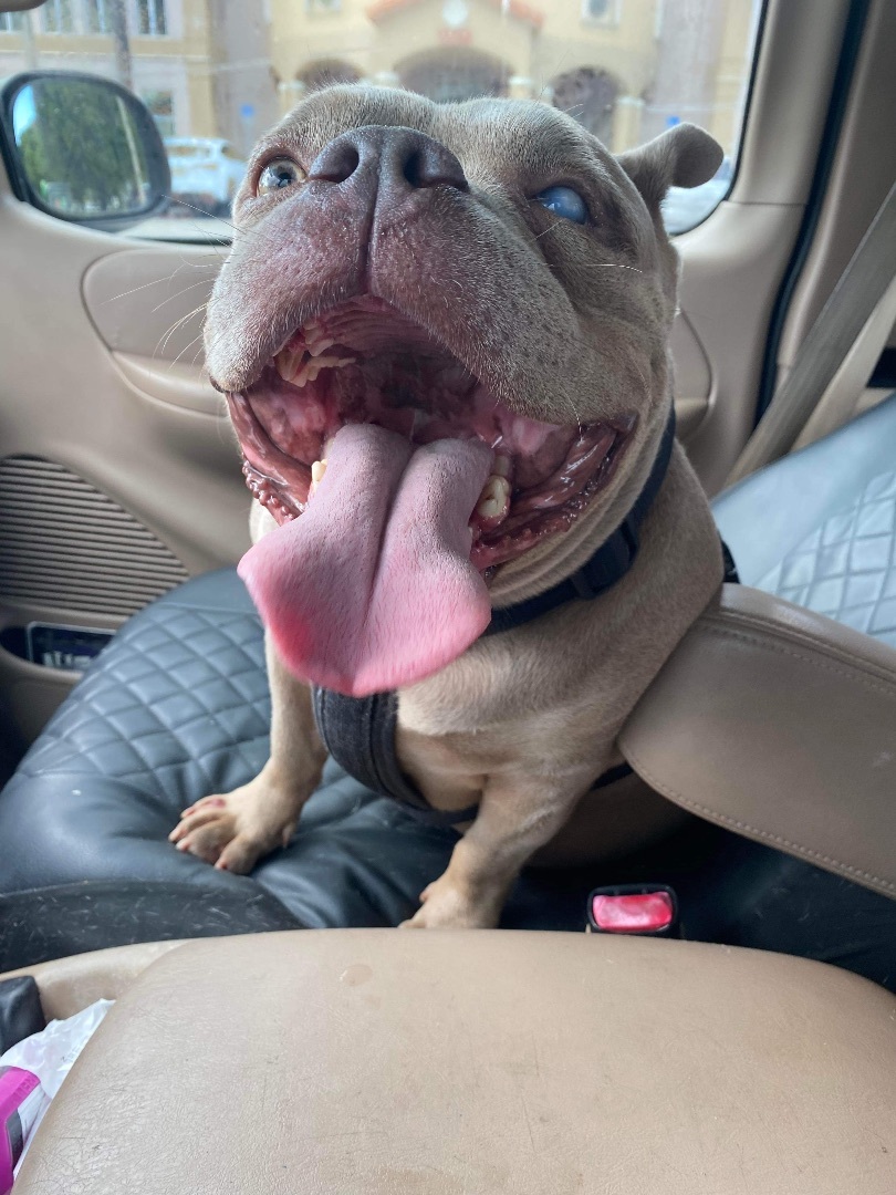 Enlarge Cutie Koko, a Adoptable mixed breed in Fort Lauderdale , FL image 9/10