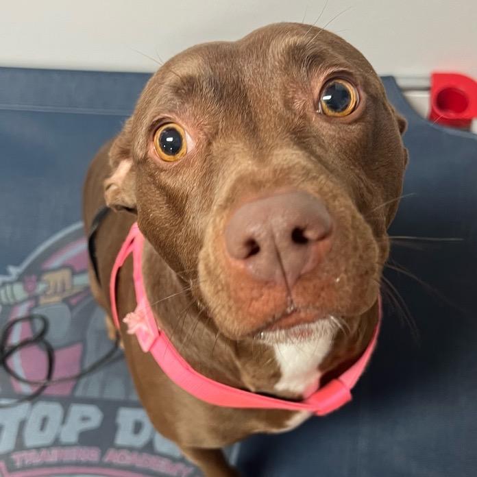 Enlarge Nova Jane, a Adoptable mixed breed in New Orleans, LA image 1/4