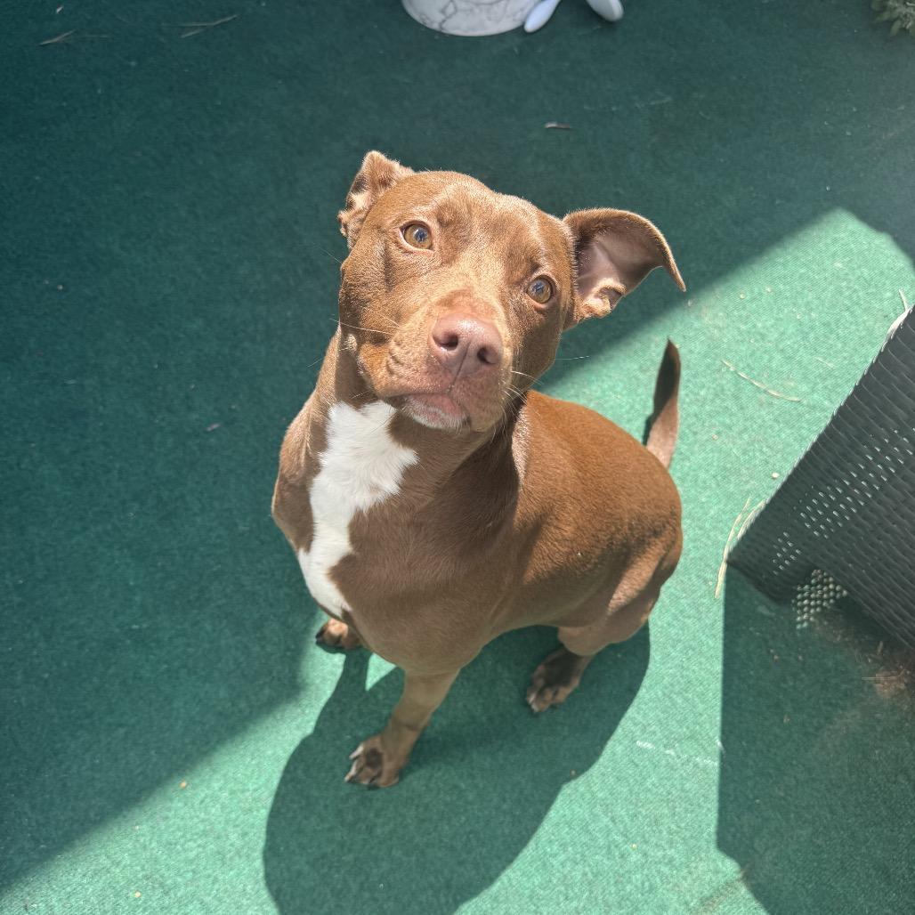 Enlarge Nova Jane, a Adoptable mixed breed in New Orleans, LA image 2/4
