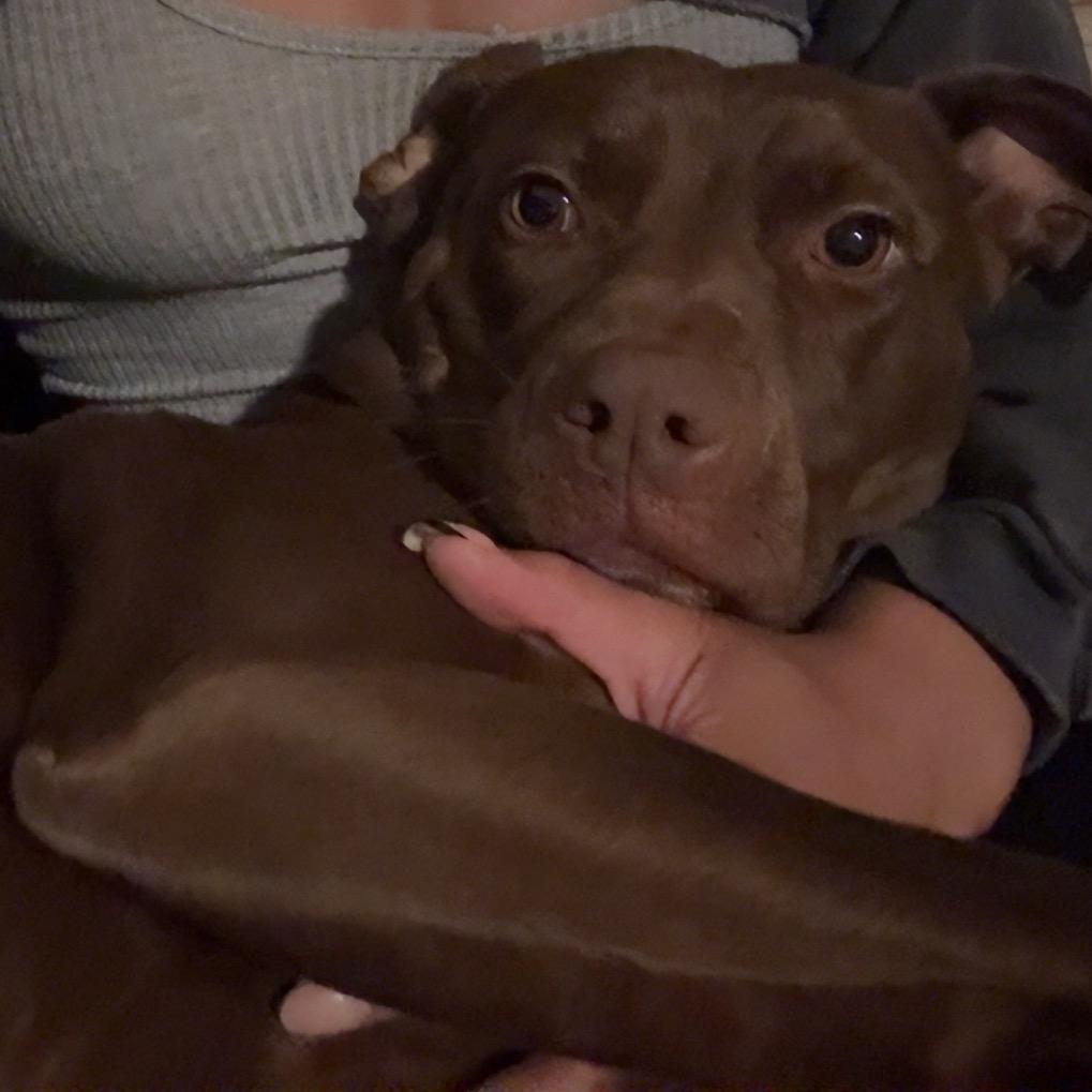Enlarge Nova Jane, a Adoptable mixed breed in New Orleans, LA image 3/4