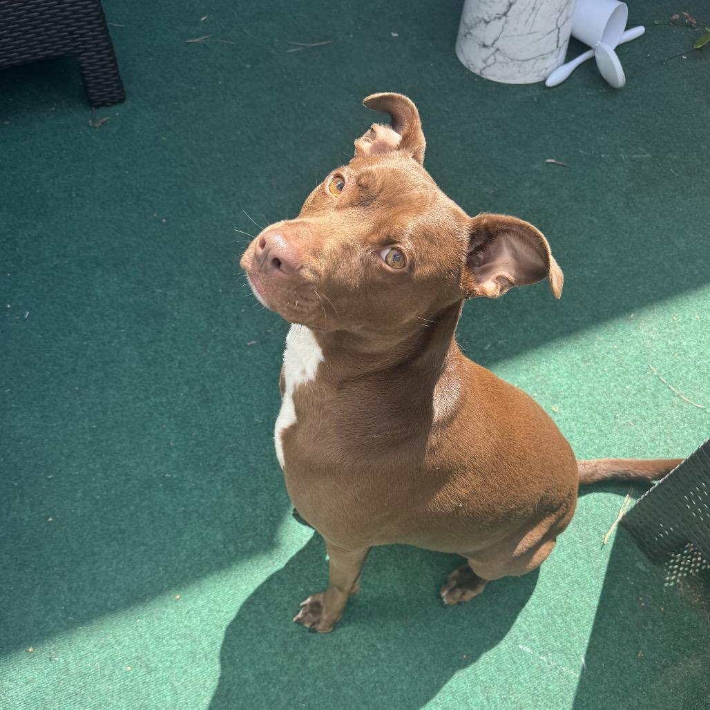Enlarge Nova Jane, a Adoptable mixed breed in New Orleans, LA image 4/4