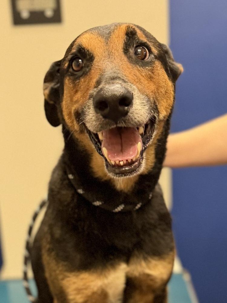 Enlarge 26-063 Dalton  "NEEDS ADOPTER OR FOSTER BY JULY 10th!!", a Adoptable mixed breed in Richardson, TX image 1/6