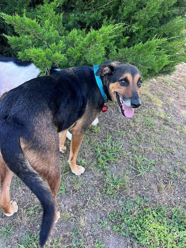 Enlarge 26-063 Dalton  "NEEDS ADOPTER OR FOSTER BY JULY 10th!!", a Adoptable mixed breed in Richardson, TX image 3/6