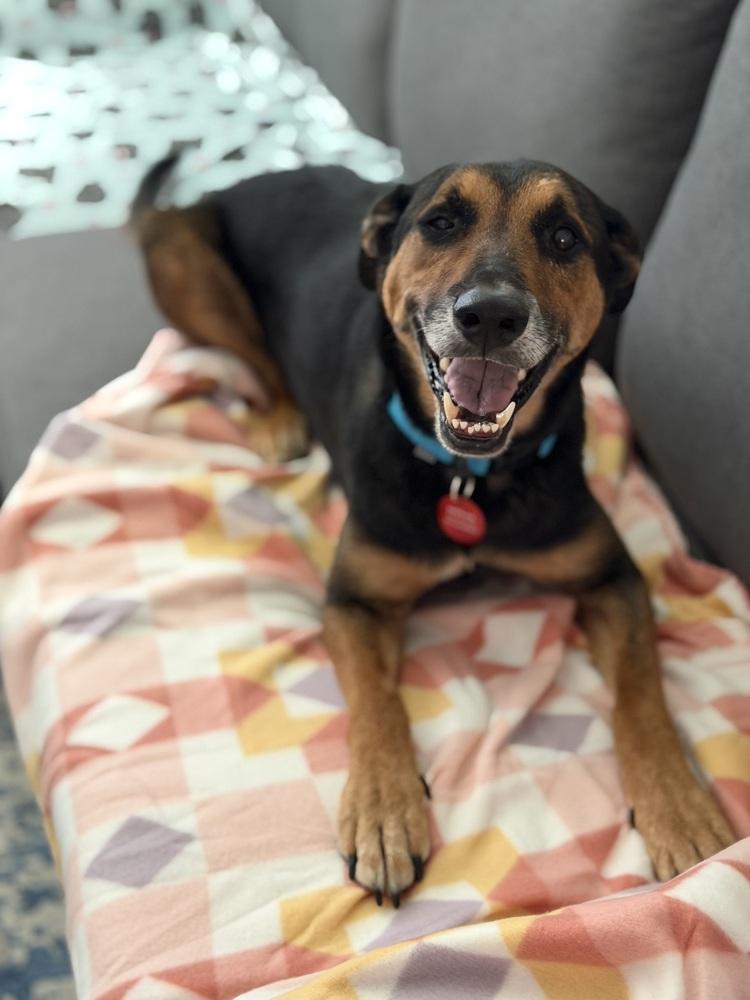 Enlarge 26-063 Dalton  "NEEDS ADOPTER OR FOSTER BY JULY 10th!!", a Adoptable mixed breed in Richardson, TX image 4/6