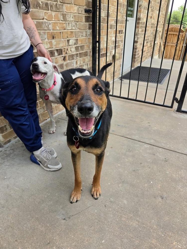Enlarge 26-063 Dalton  "NEEDS ADOPTER OR FOSTER BY JULY 10th!!", a Adoptable mixed breed in Richardson, TX image 5/6