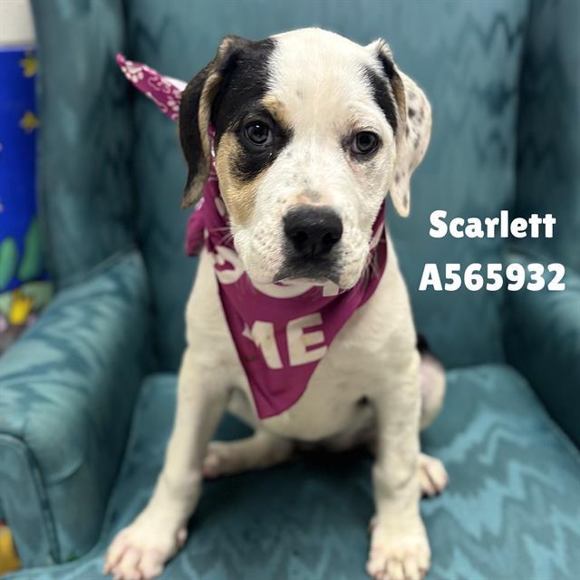SCARLETT, Adoptable, Puppy Female Pit Bull Terrier.