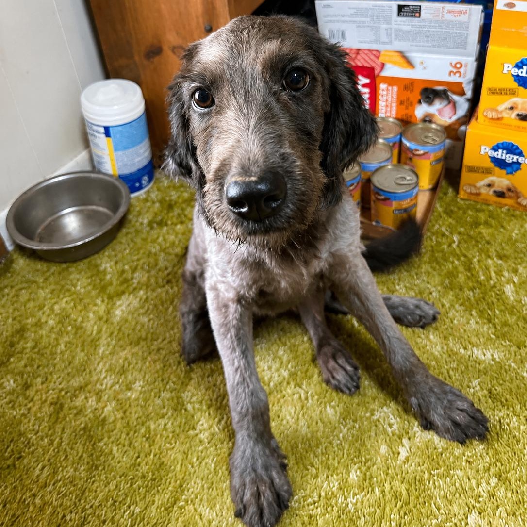 Dandelion, ADOPTABLE, Young Male Goldendoodle.
