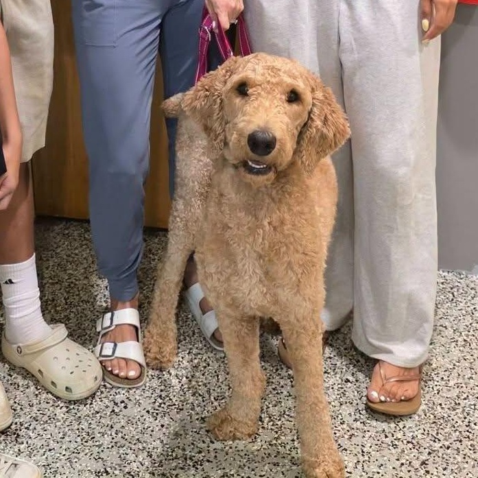Dandelion, a ADOPTABLE mixed breed in Hooksett, NH image 2/2