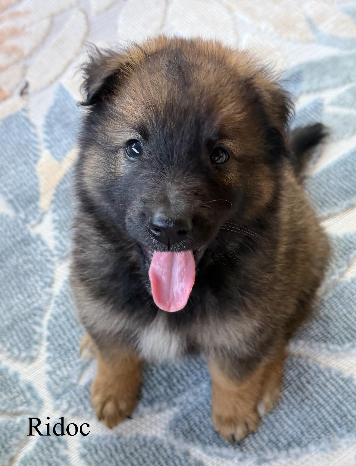 Ridoc!!, Baby Male unknown
