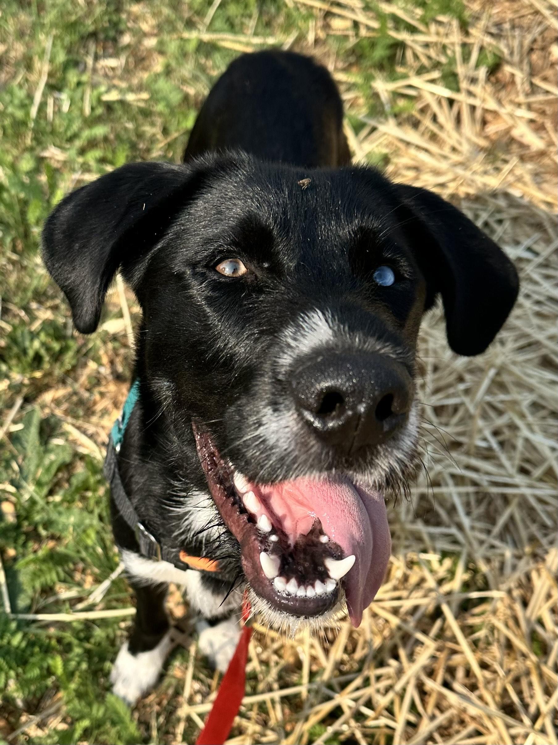 Jimbo, an adoptable Mixed Breed in Bellingham, WA, 98226 | Photo Image 4