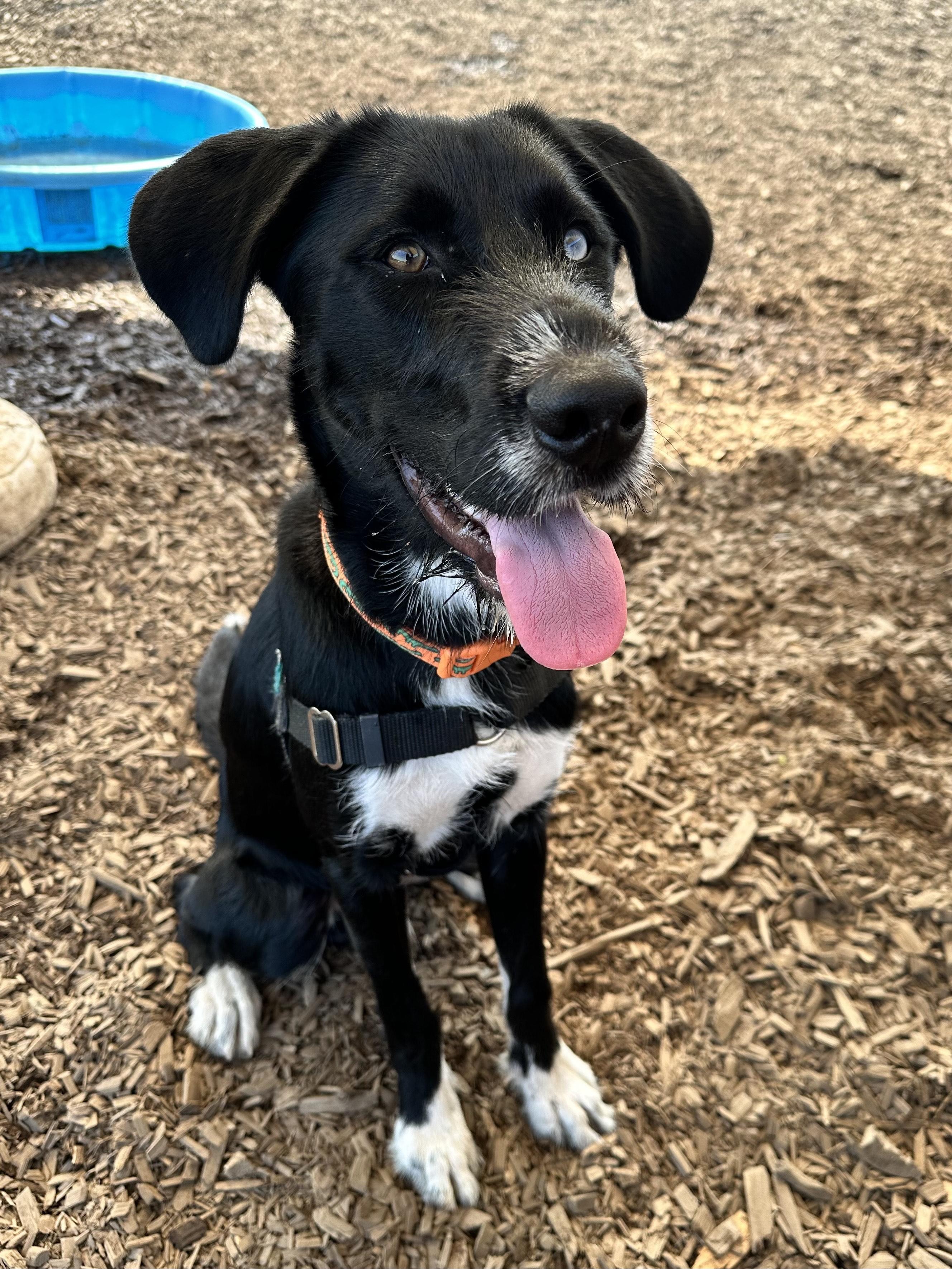Jimbo, an adoptable Mixed Breed in Bellingham, WA, 98226 | Photo Image 1