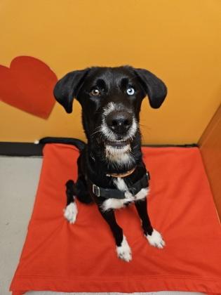 Jimbo, an adoptable Mixed Breed in Bellingham, WA, 98226 | Photo Image 2