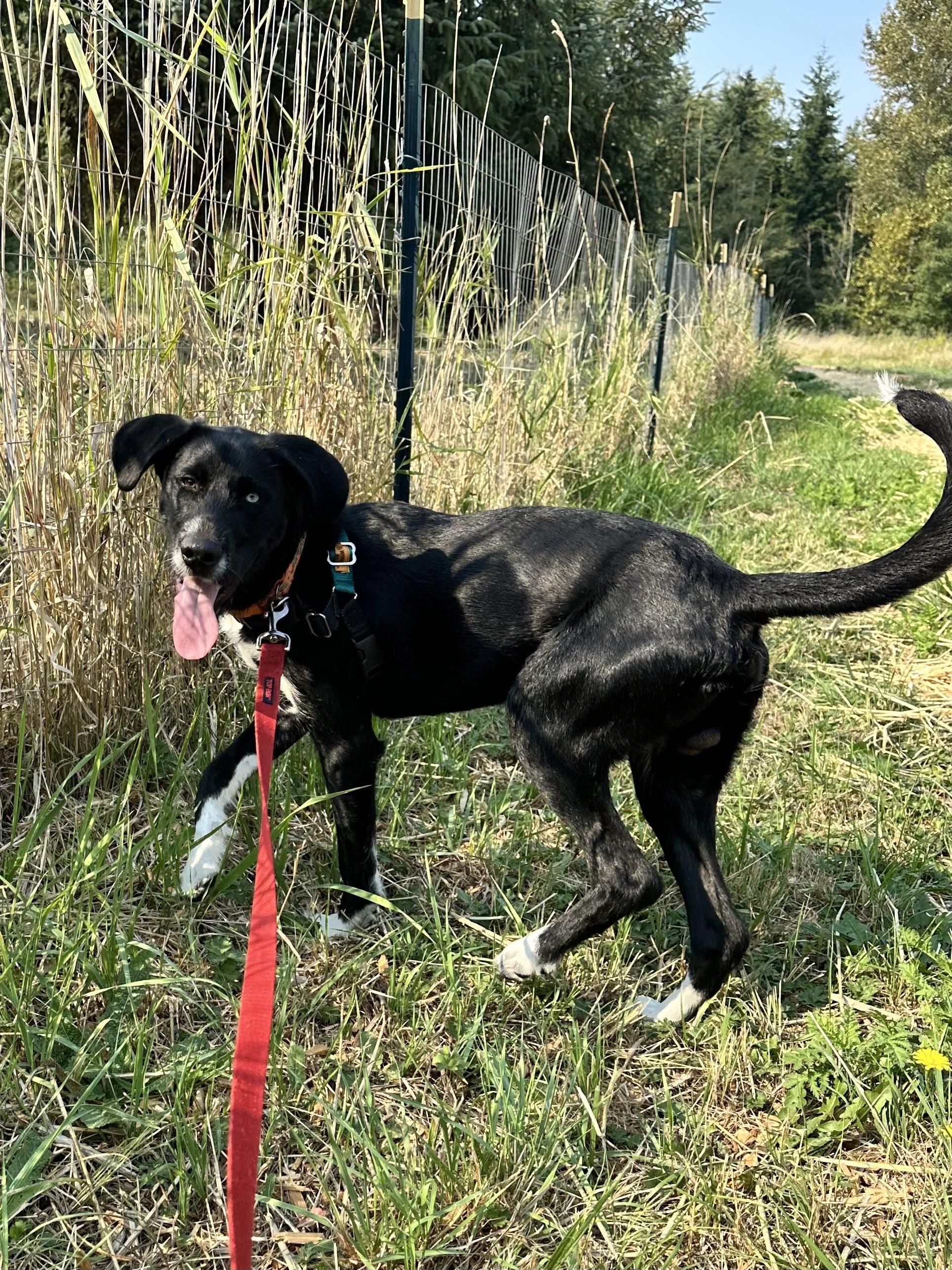 Jimbo, an adoptable Mixed Breed in Bellingham, WA, 98226 | Photo Image 5