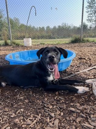 Jimbo, an adoptable Mixed Breed in Bellingham, WA, 98226 | Photo Image 3