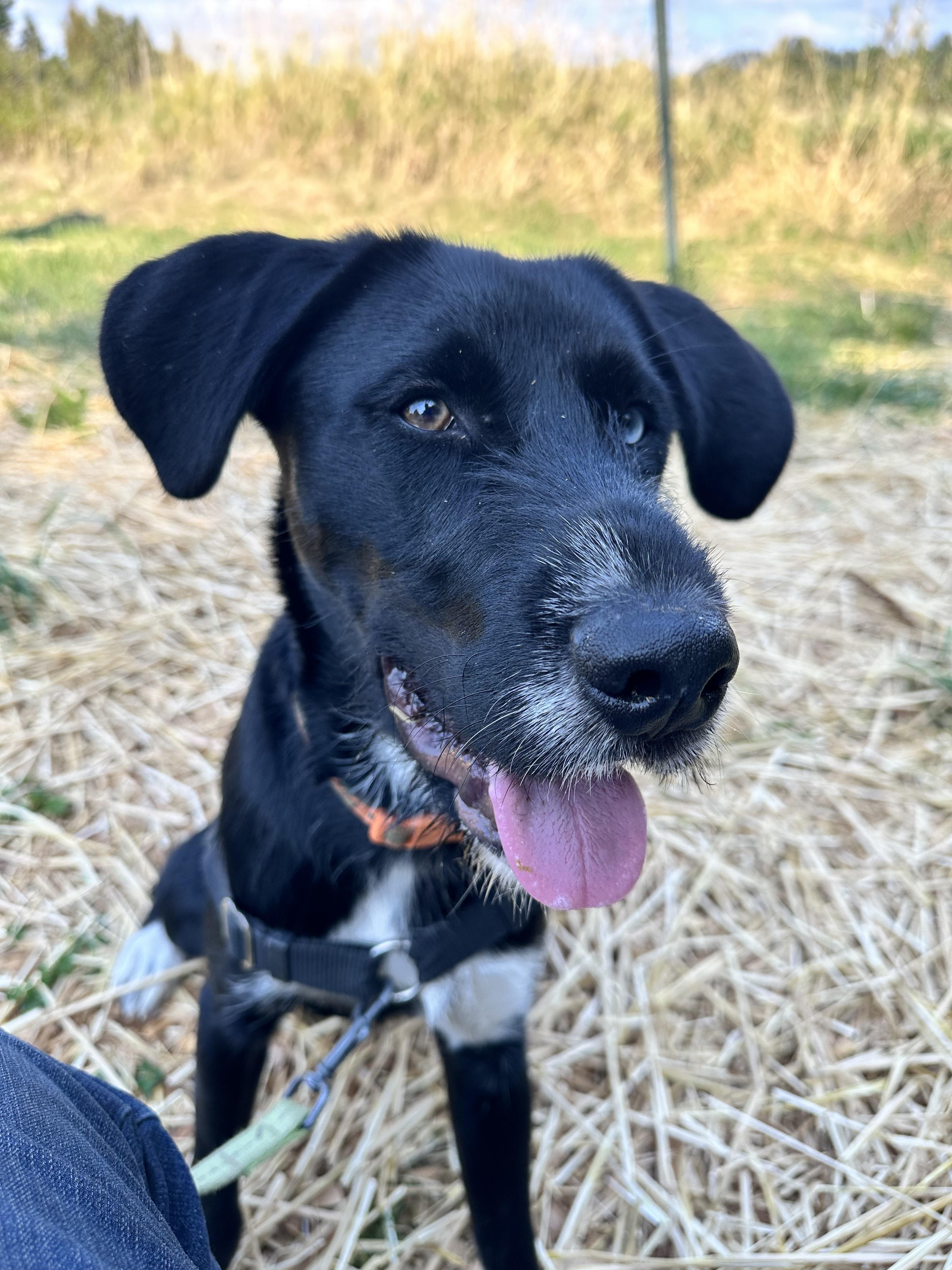 Jimbo, an adoptable Mixed Breed in Bellingham, WA, 98226 | Photo Image 6