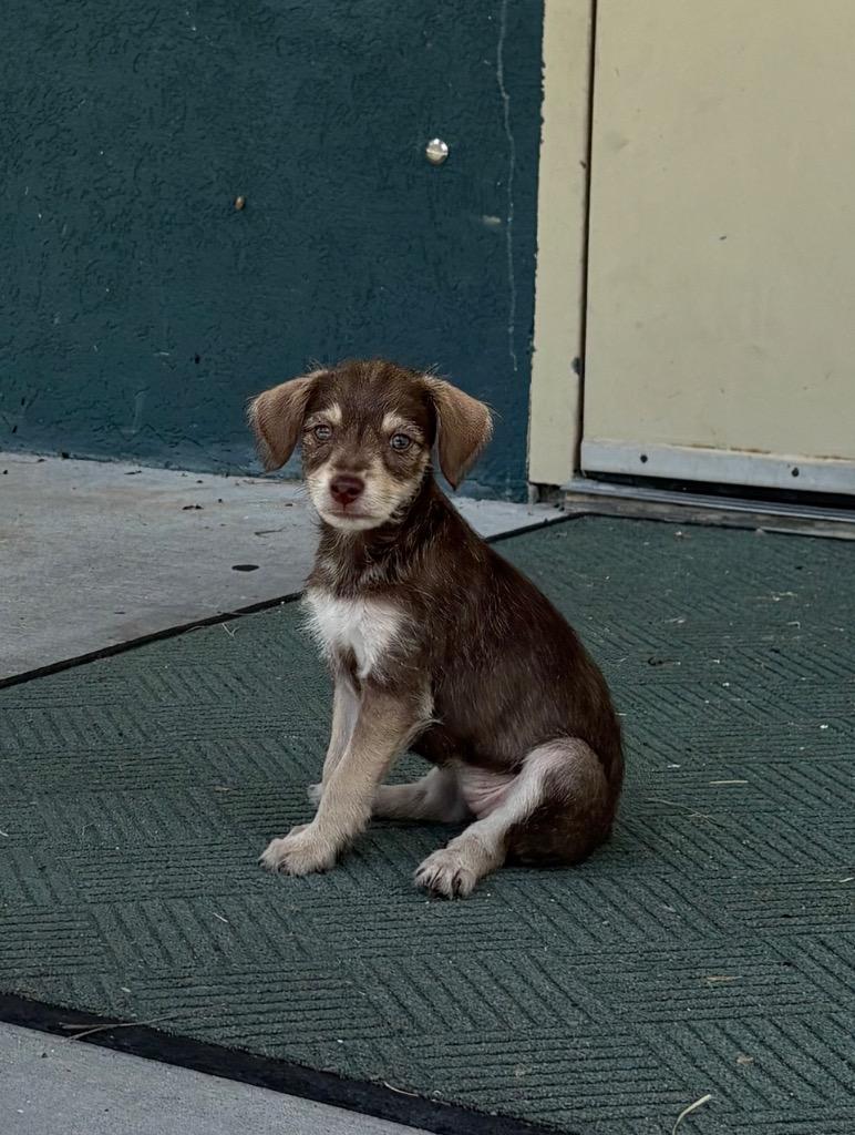 Luna, Adopted, Puppy Female Terrier.