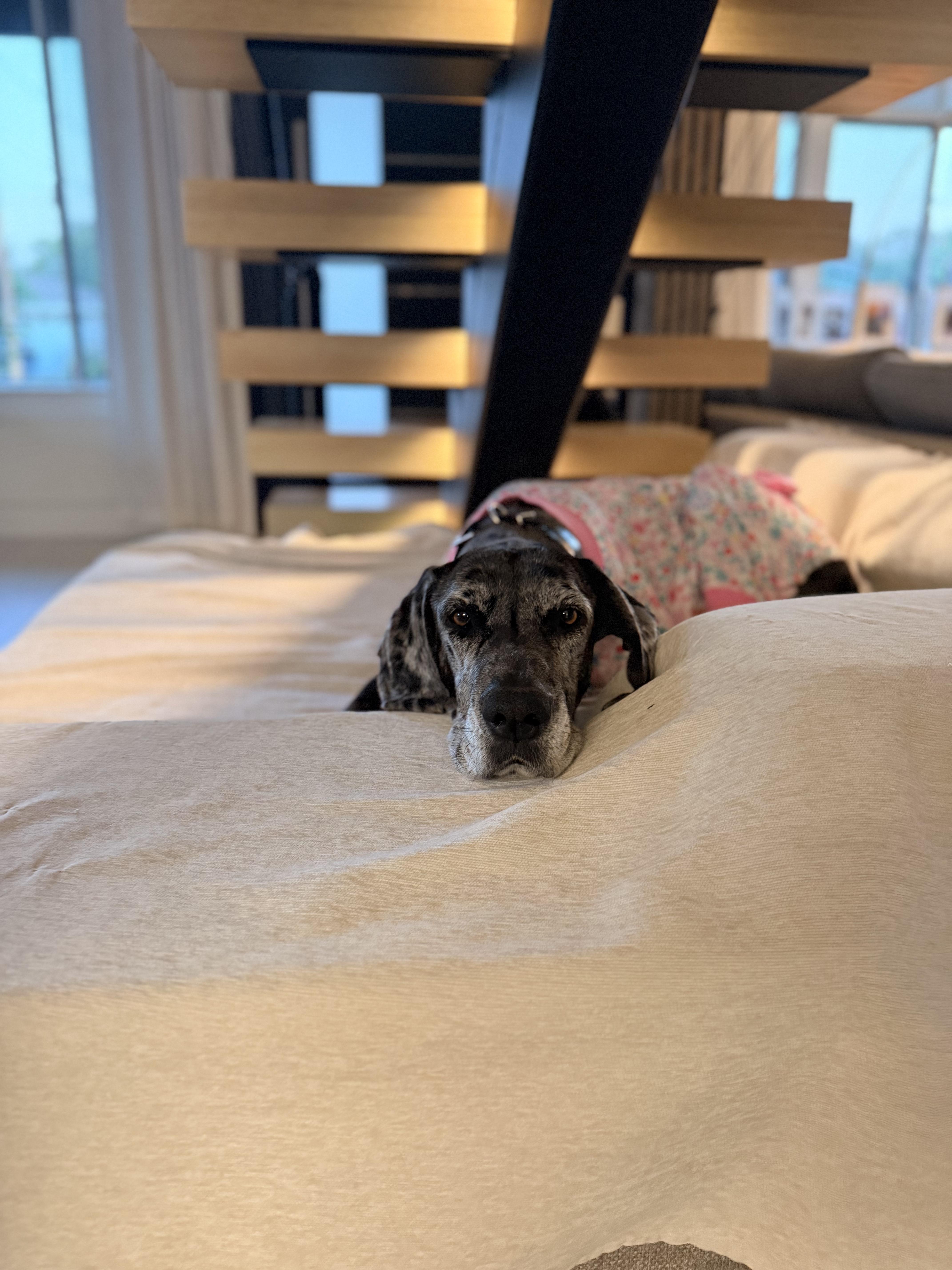 Rosie , adopted, Adult Female Great Dane.