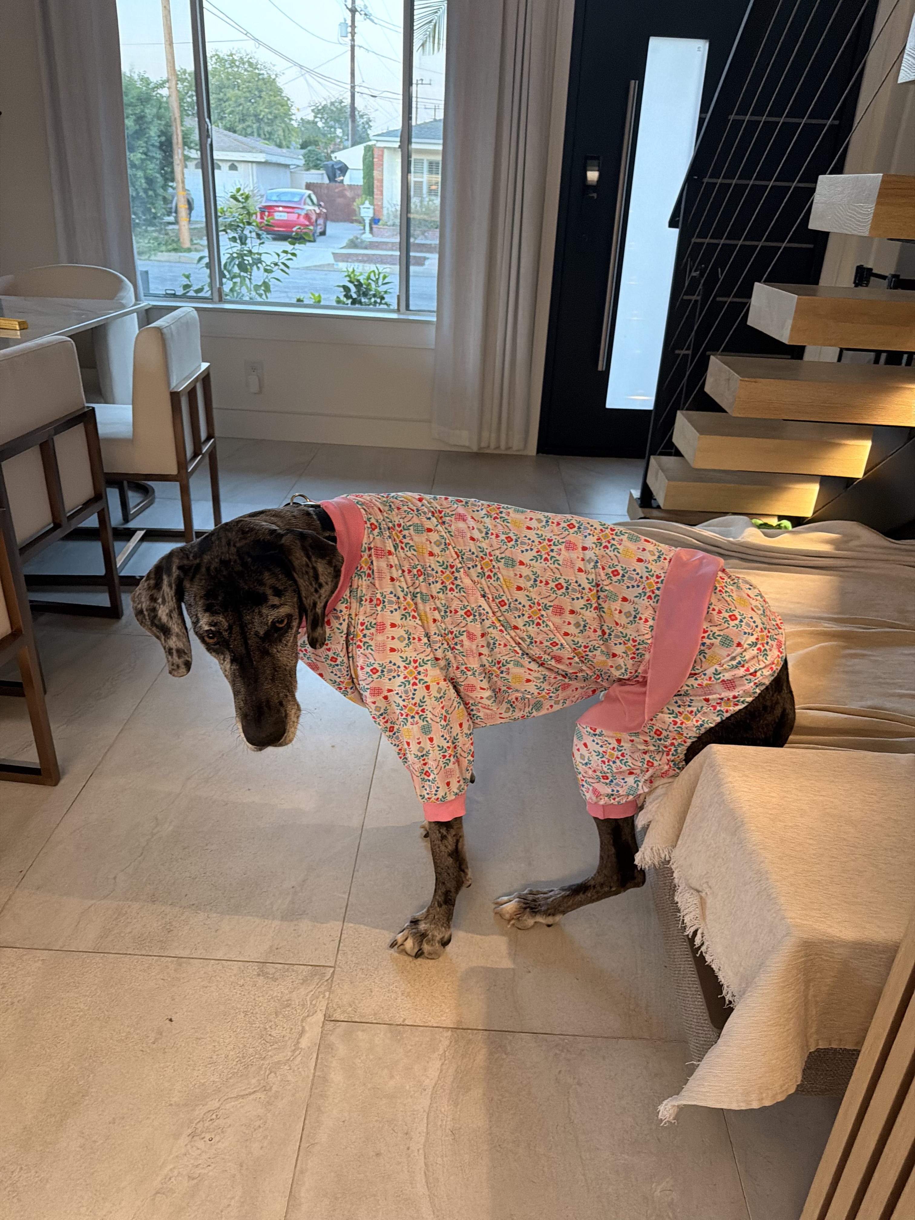 Rosie , an adopted Great Dane in Long Beach, CA image 3/5