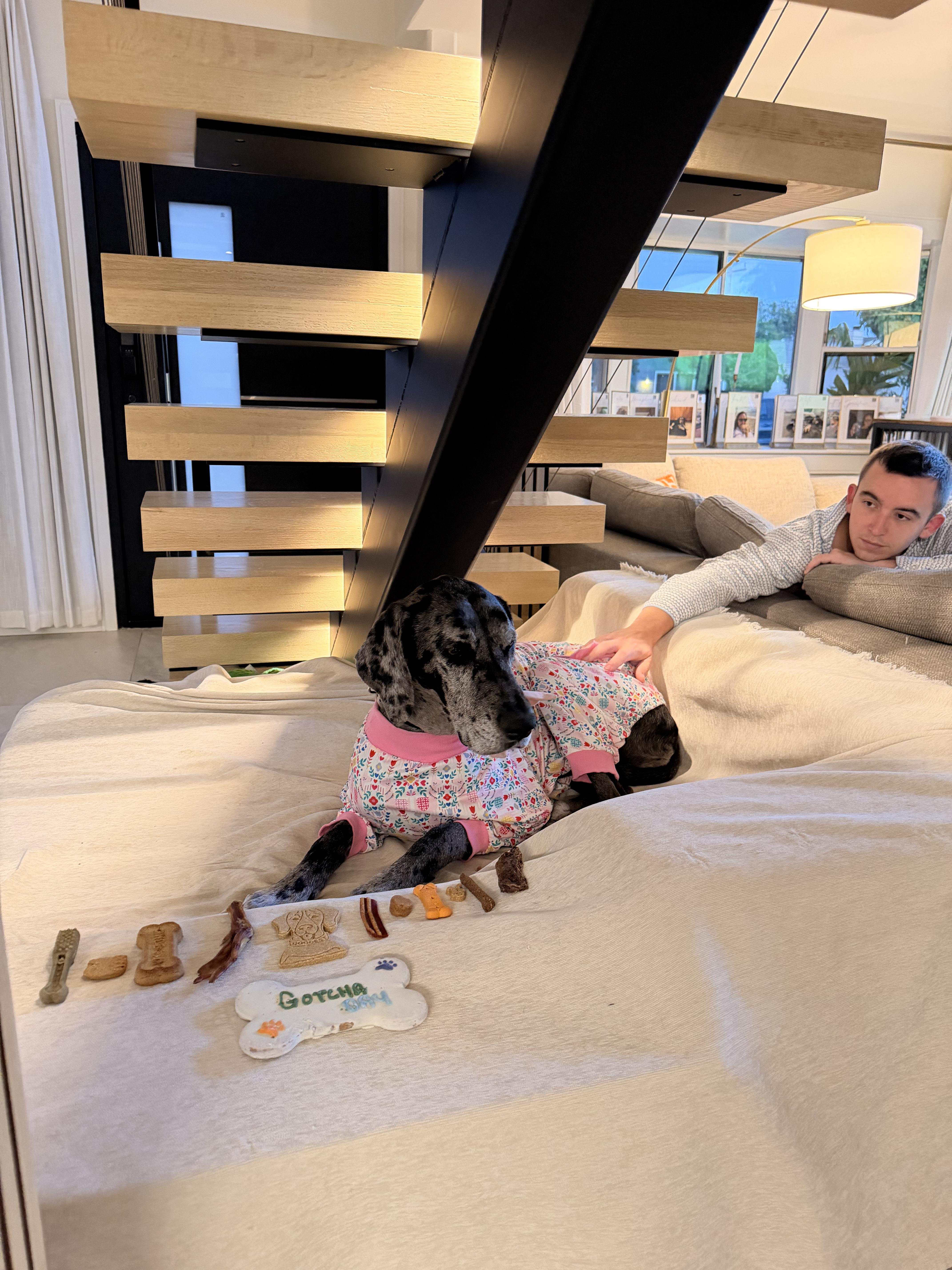 Rosie , an adopted Great Dane in Long Beach, CA image 5/5