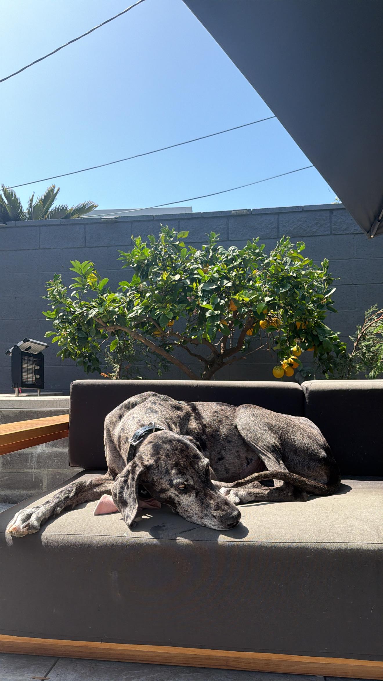 Rosie , an adopted Great Dane in Long Beach, CA image 2/5