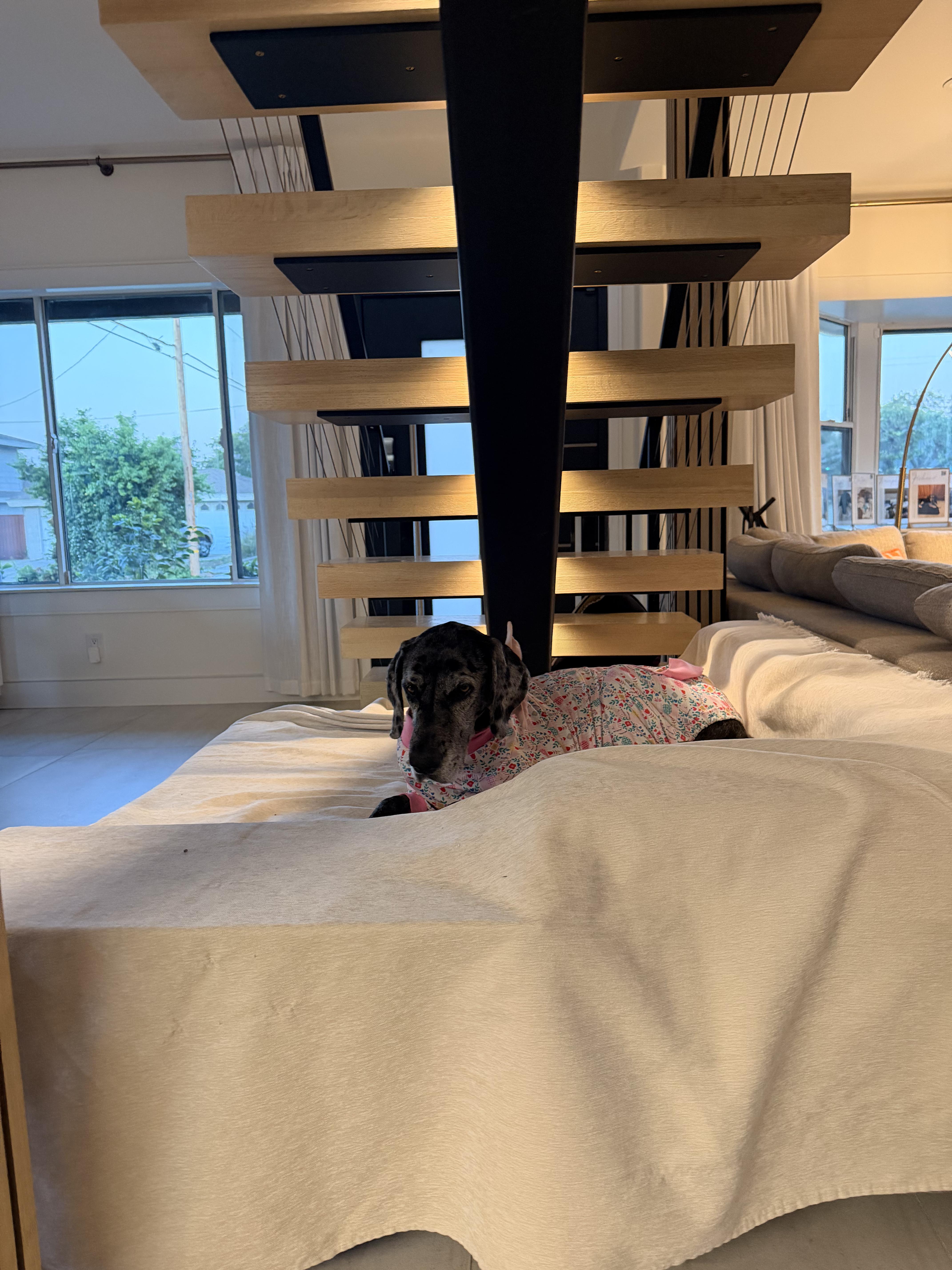 Rosie , an adopted Great Dane in Long Beach, CA image 4/5