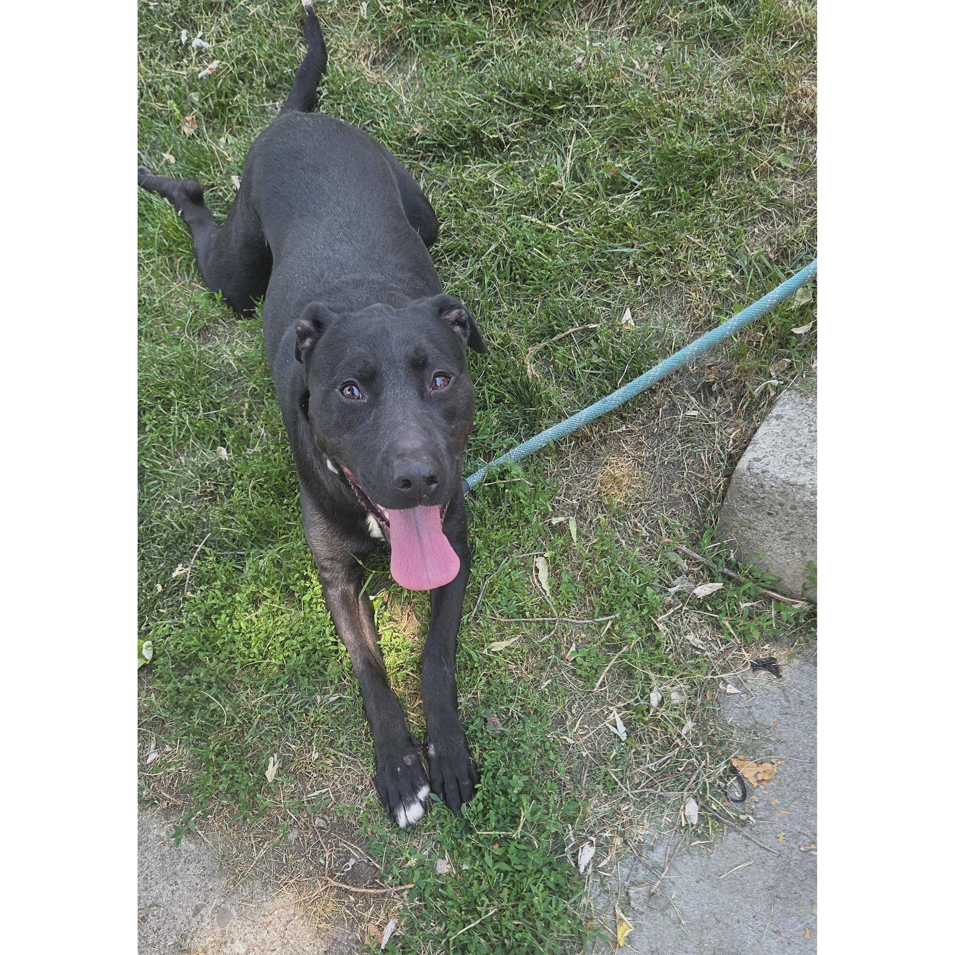 Alphie: Adopt or Forever Foster, Adoptable, Adult Male Labrador Retriever.