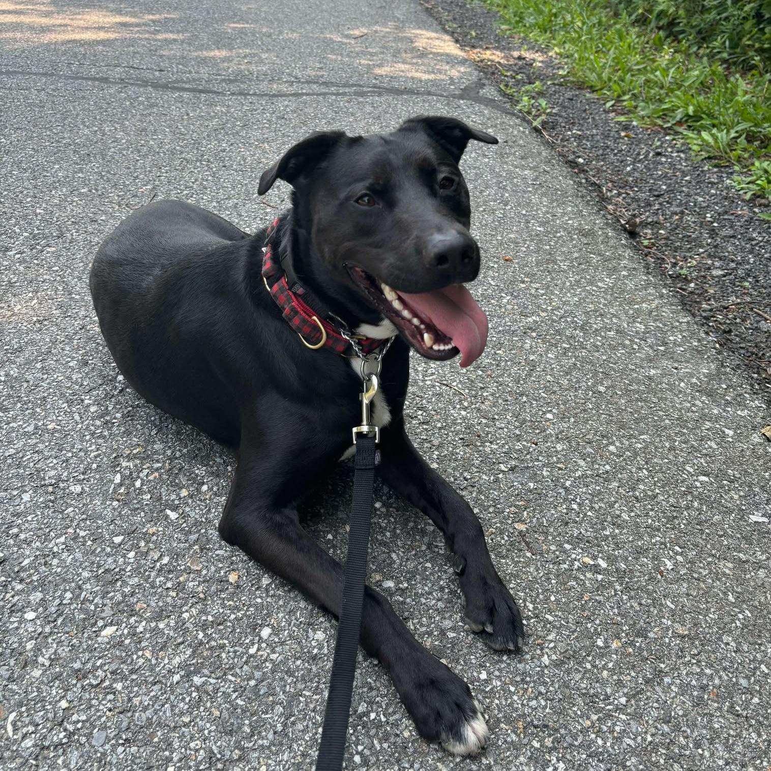 Enlarge Alphie: Adopt or Forever Foster, a Adoptable mixed breed in Rochester, NY image 2/6