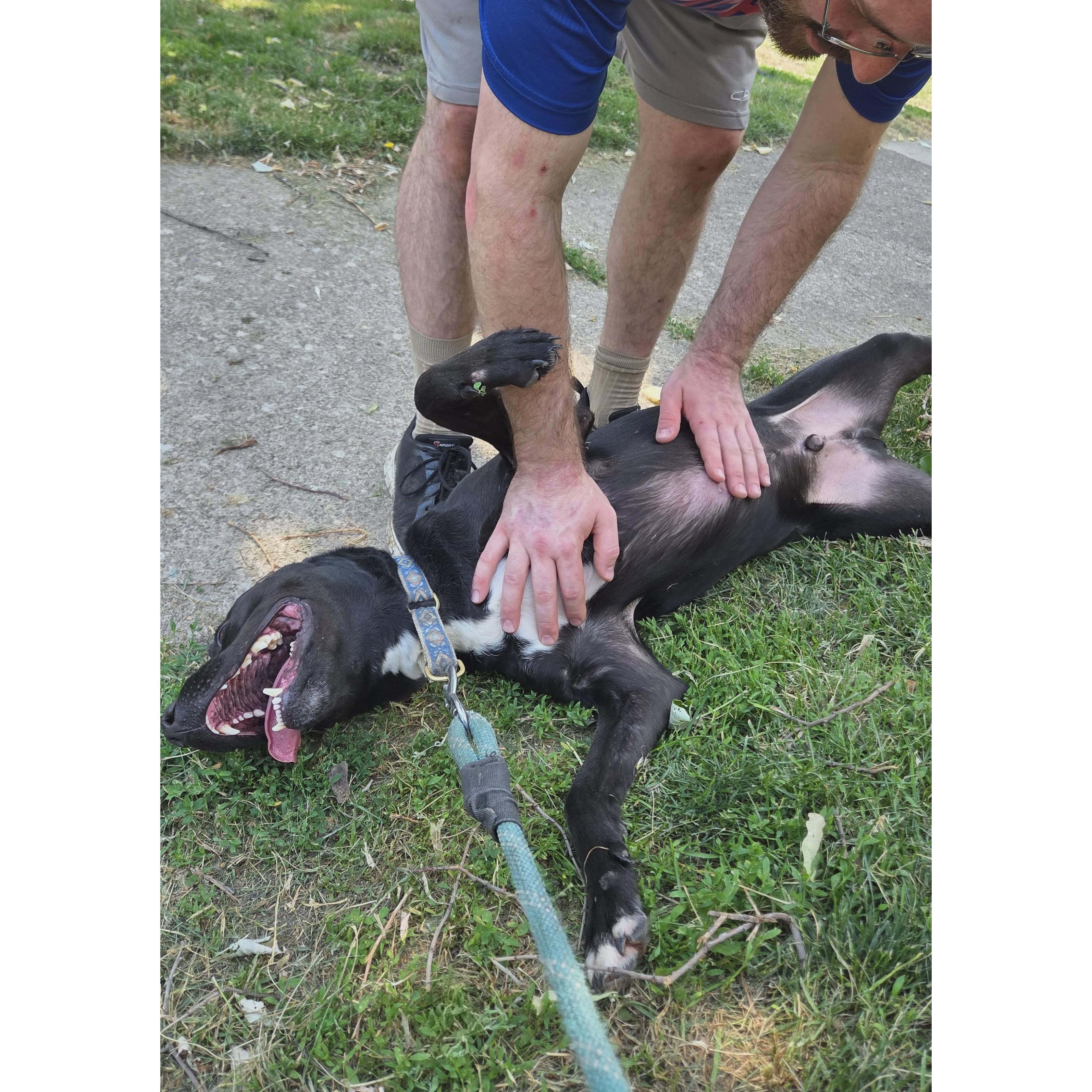 Enlarge Alphie: Adopt or Forever Foster, a Adoptable mixed breed in Rochester, NY image 3/6
