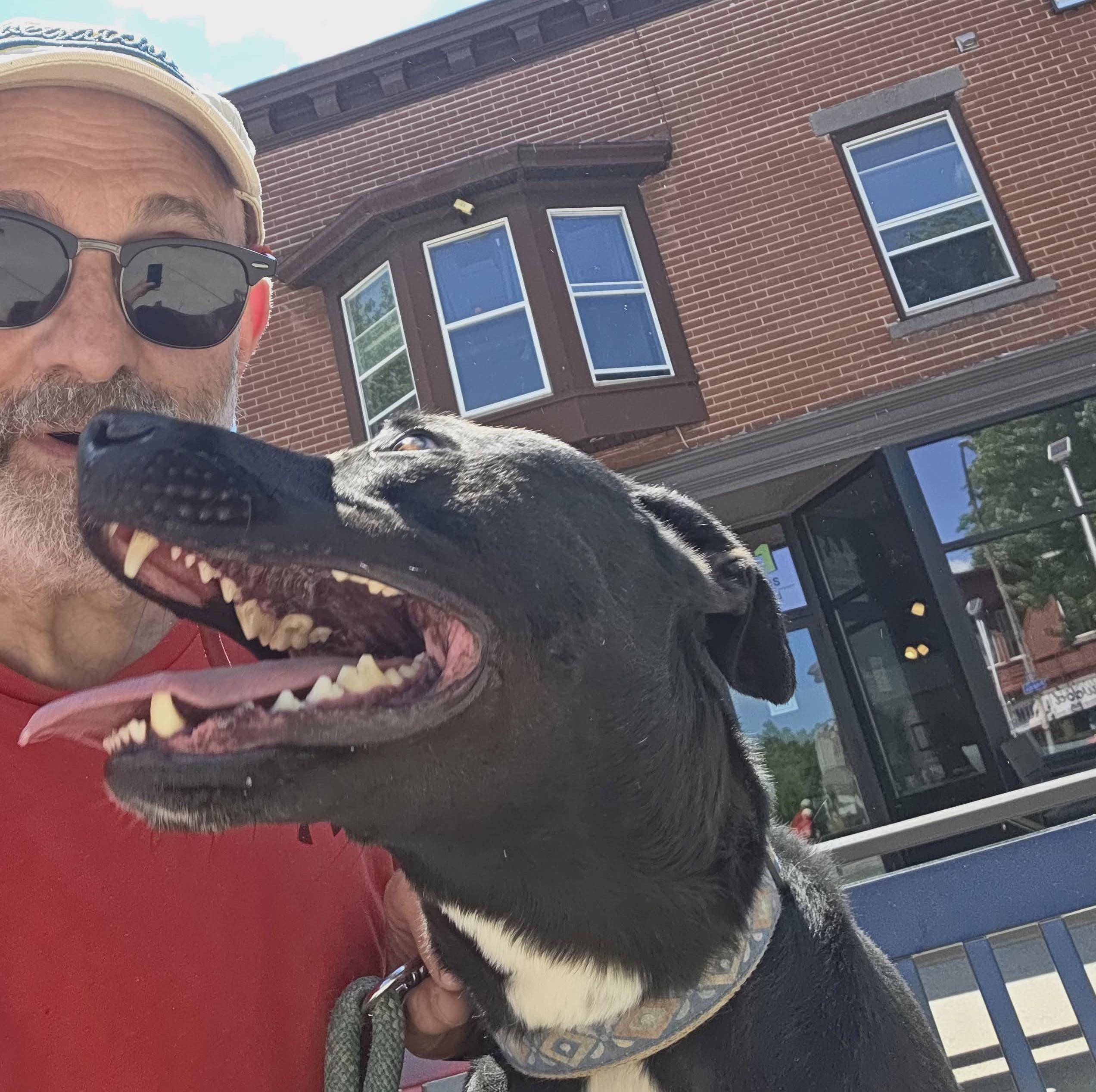 Enlarge Alphie: Adopt or Forever Foster, a Adoptable mixed breed in Rochester, NY image 4/6