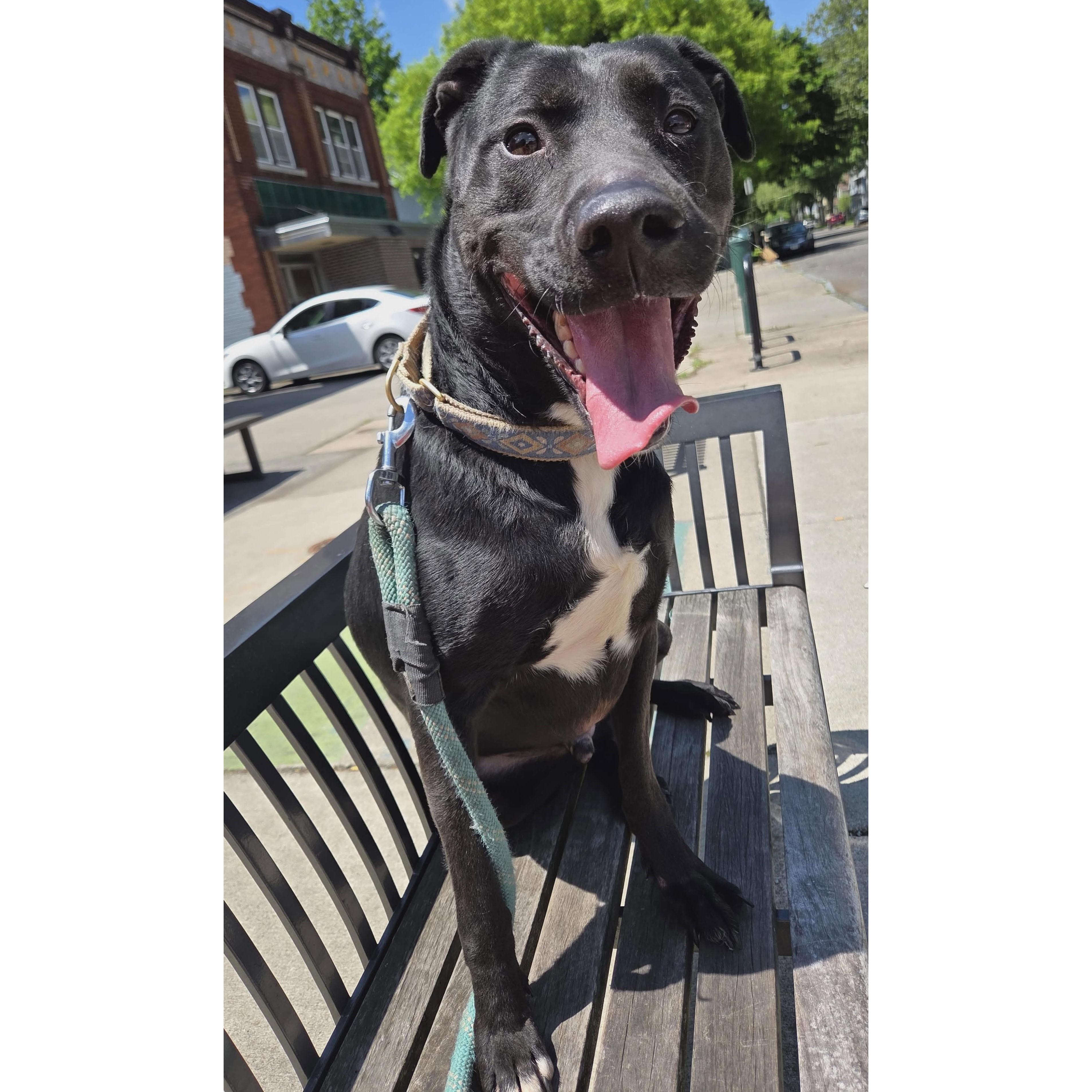 Enlarge Alphie: Adopt or Forever Foster, a Adoptable mixed breed in Rochester, NY image 6/6