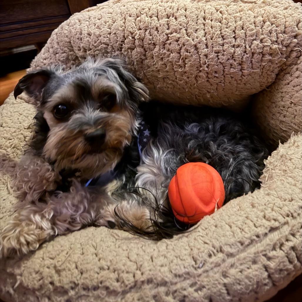 Pearl, a Adoptable mixed breed in Long Beach, CA image 1/6