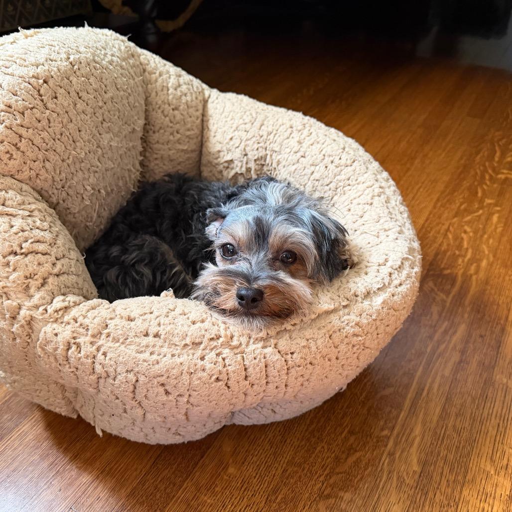 Pearl, a Adoptable mixed breed in Long Beach, CA image 2/6