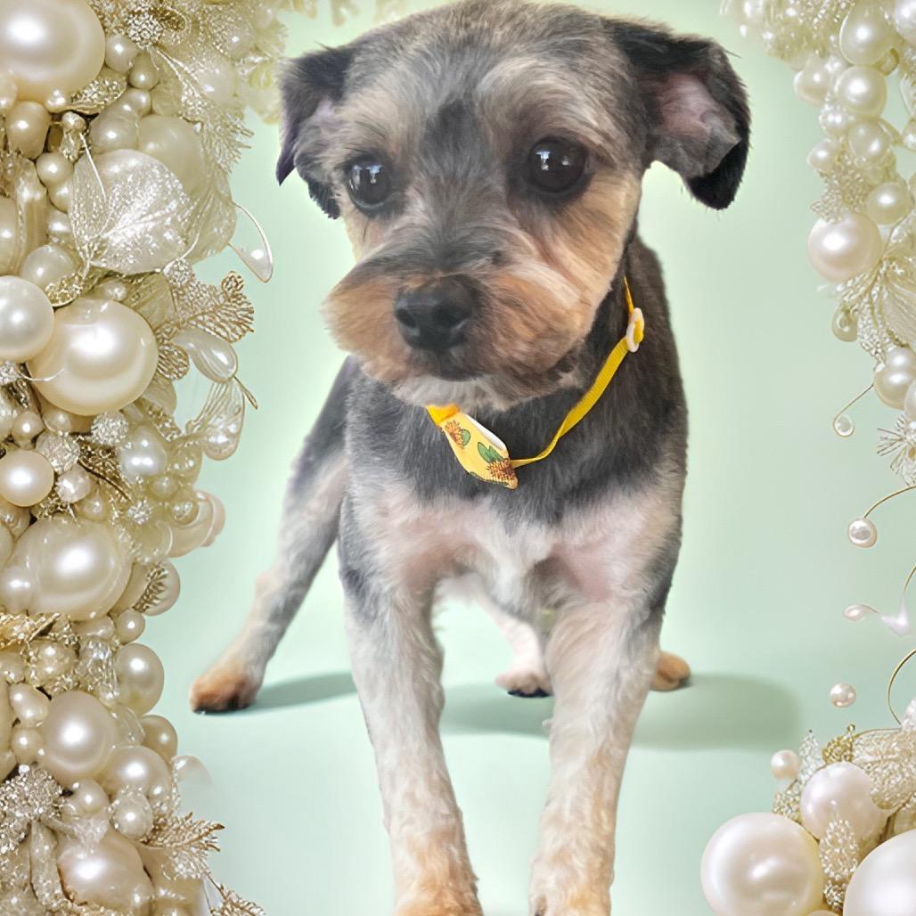 Pearl, a Adoptable mixed breed in Long Beach, CA image 3/6