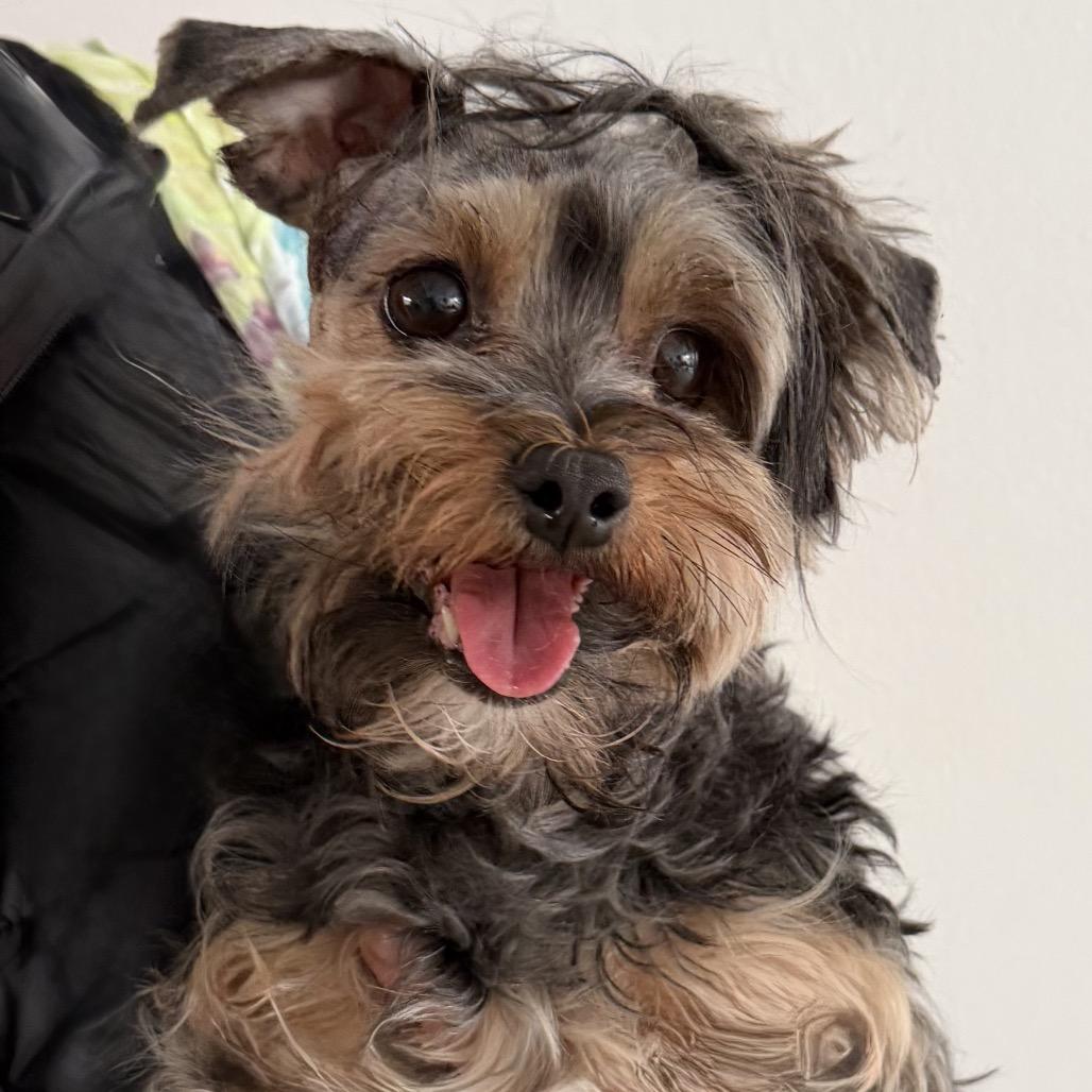 Enlarge Pearl, a Adoptable Yorkshire Terrier in Long Beach, CA image 1/1