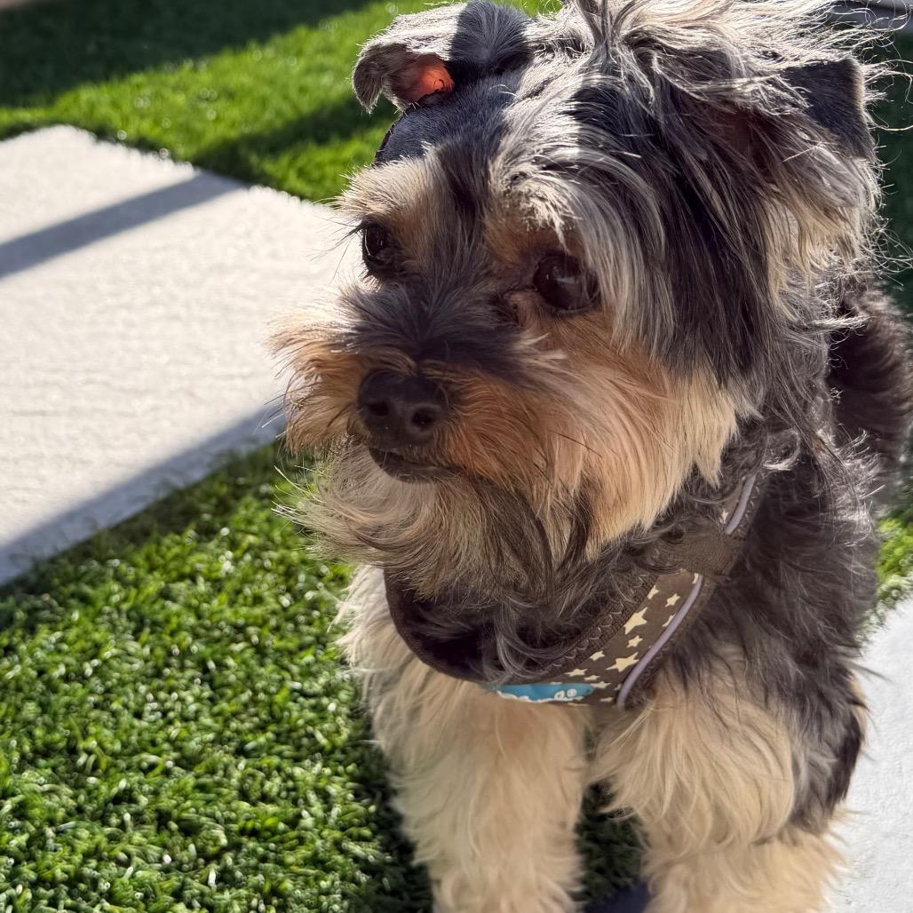 Pearl, a Adoptable mixed breed in Long Beach, CA image 5/6