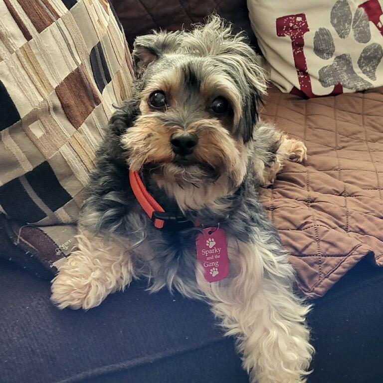 Pearl, a Adoptable mixed breed in Long Beach, CA image 6/6