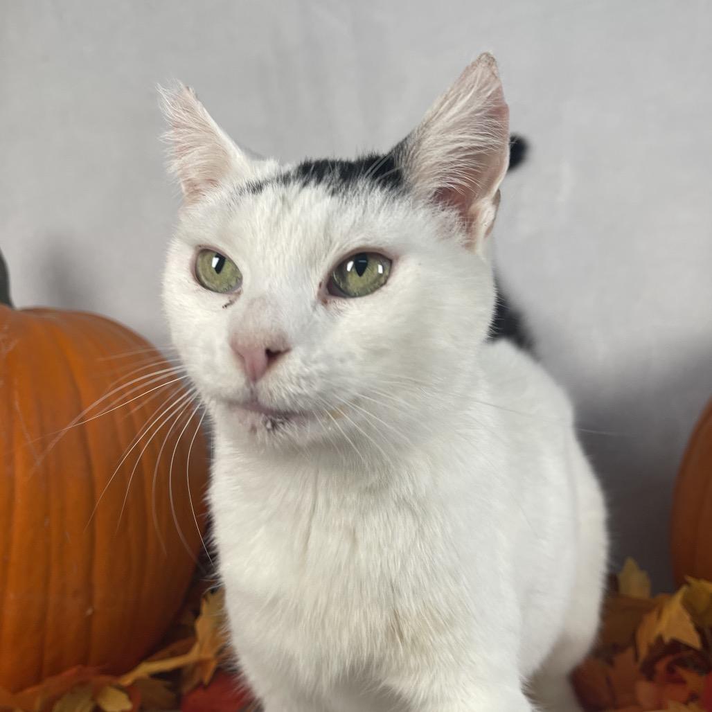 Enlarge Arwen, a Adoptable Domestic Short Hair in Johnson City, TN image 1/6