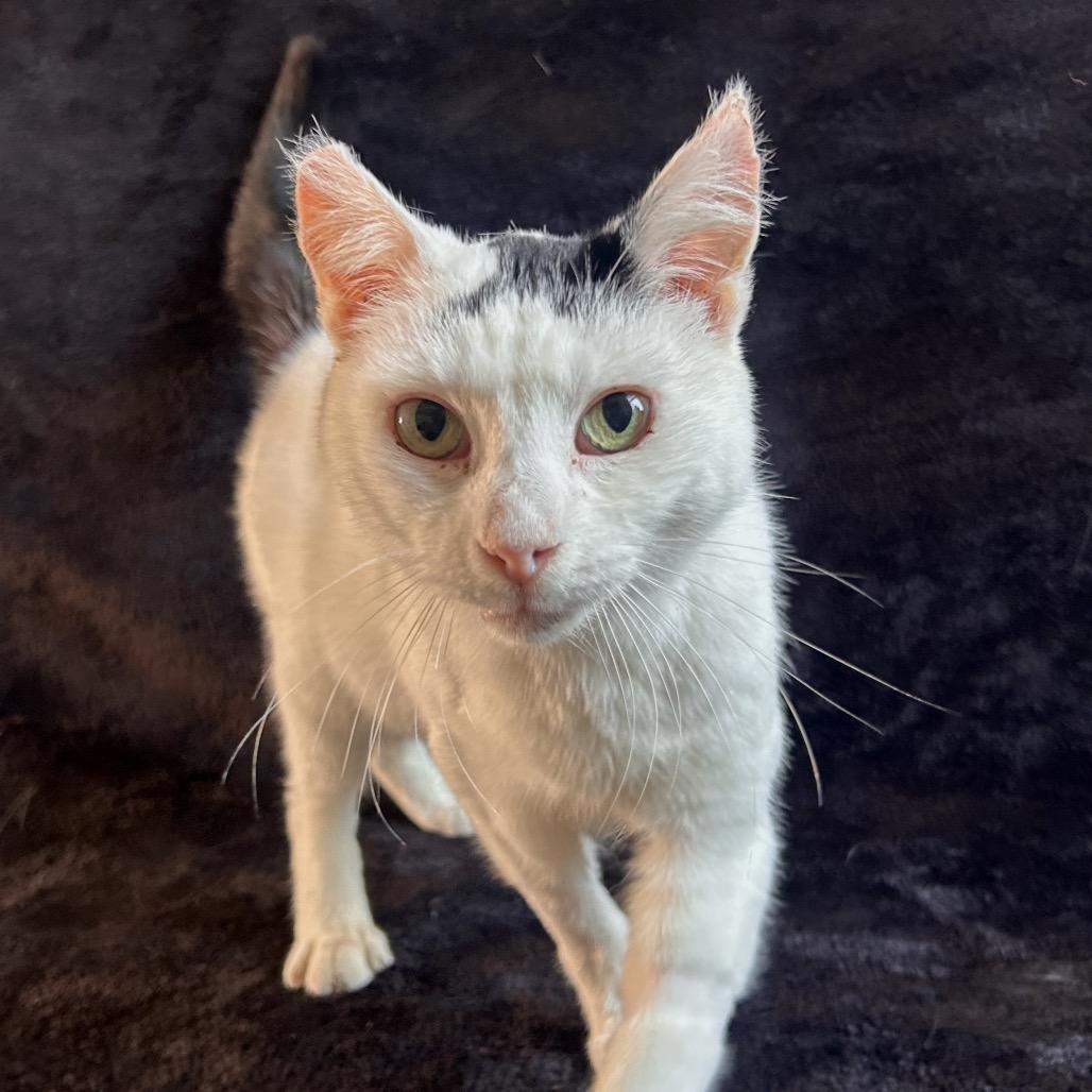 Enlarge Arwen, a Adoptable Domestic Short Hair in Johnson City, TN image 2/6