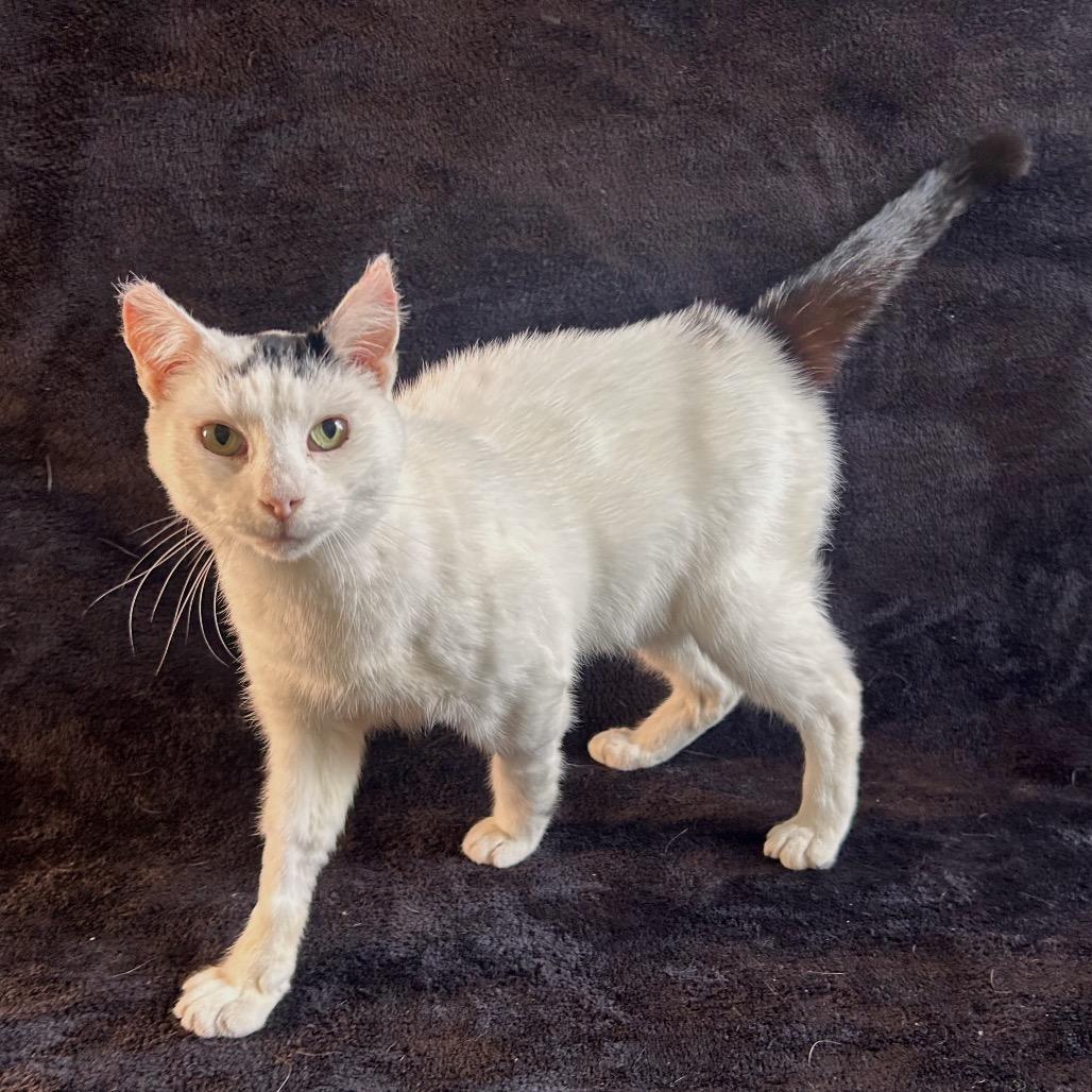 Enlarge Arwen, a Adoptable Domestic Short Hair in Johnson City, TN image 3/6