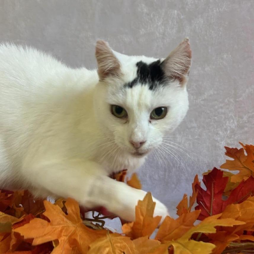 Enlarge Arwen, a Adoptable Domestic Short Hair in Johnson City, TN image 4/6