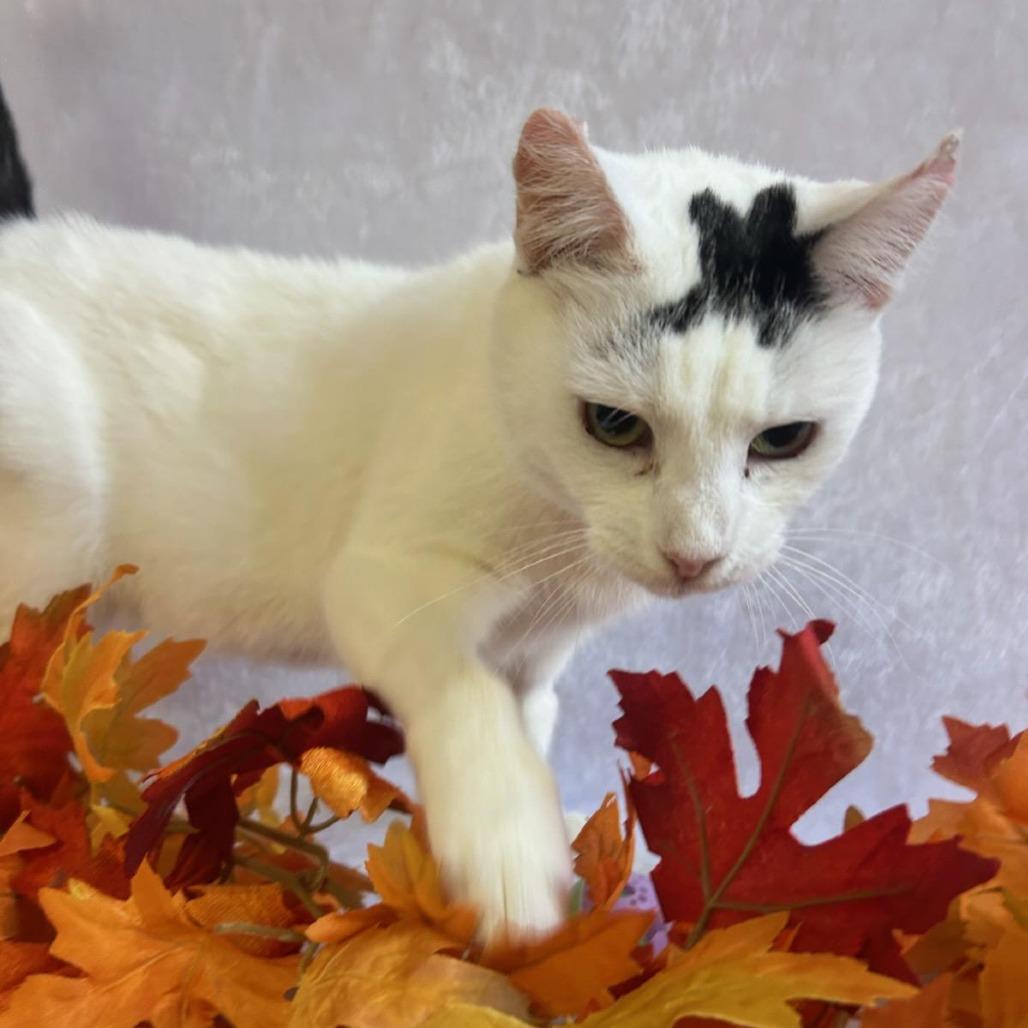 Enlarge Arwen, a Adoptable Domestic Short Hair in Johnson City, TN image 5/6