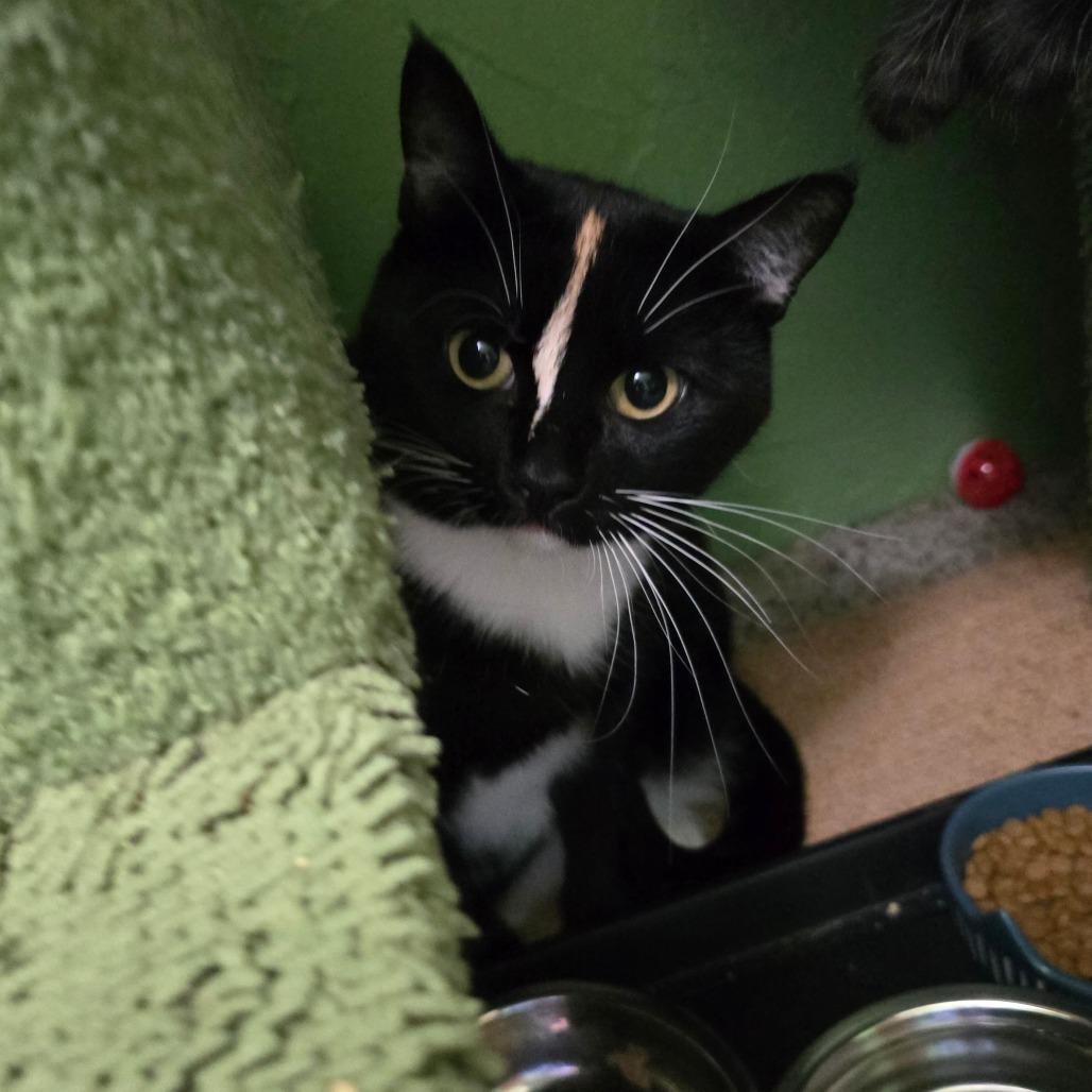 Enlarge Smudge, a Adoptable Domestic Short Hair in Jacksonville, OR image 1/1