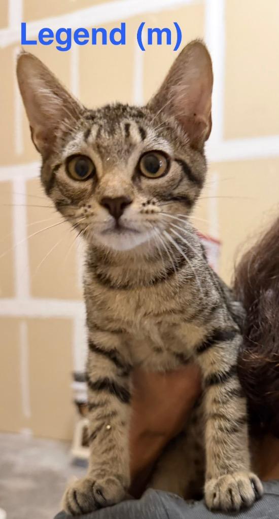 Enlarge Legend, a Adoptable mixed breed in New Bern, NC image 1/1