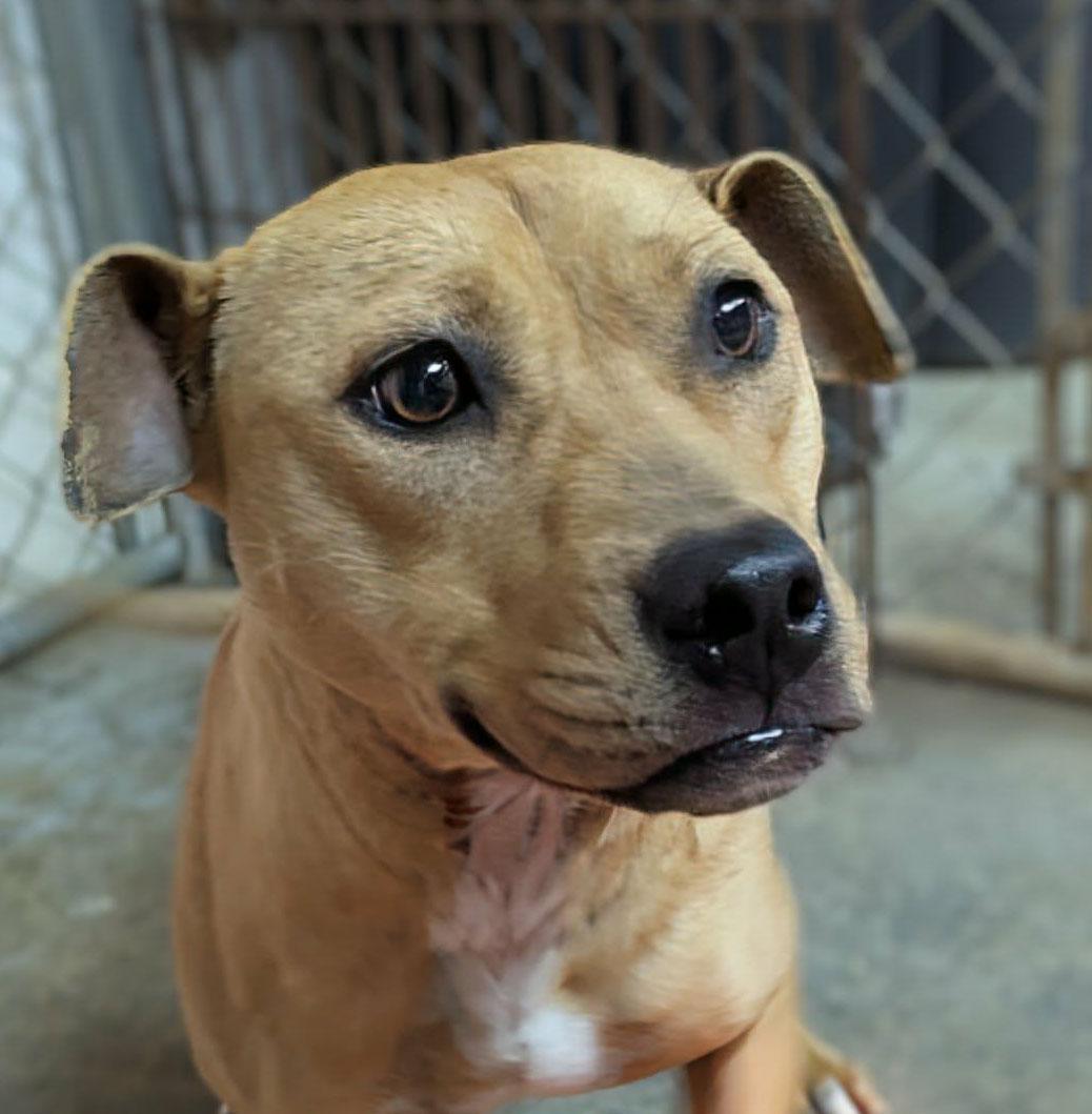 Enlarge Keeva, a ADOPTABLE mixed breed in Ozark, AL image 1/4