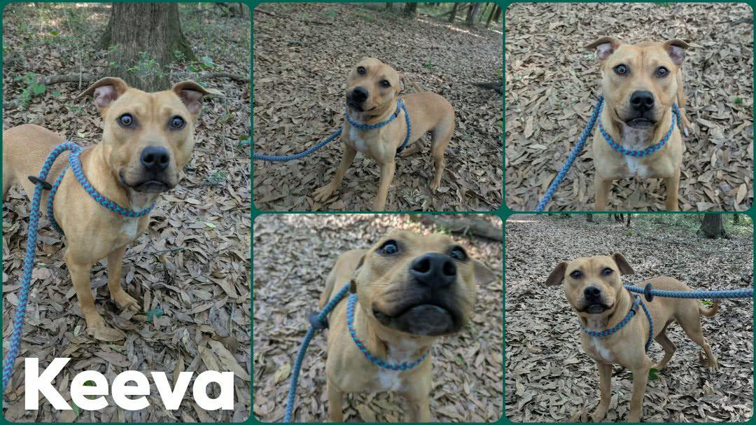 Enlarge Keeva, a ADOPTABLE mixed breed in Ozark, AL image 4/4