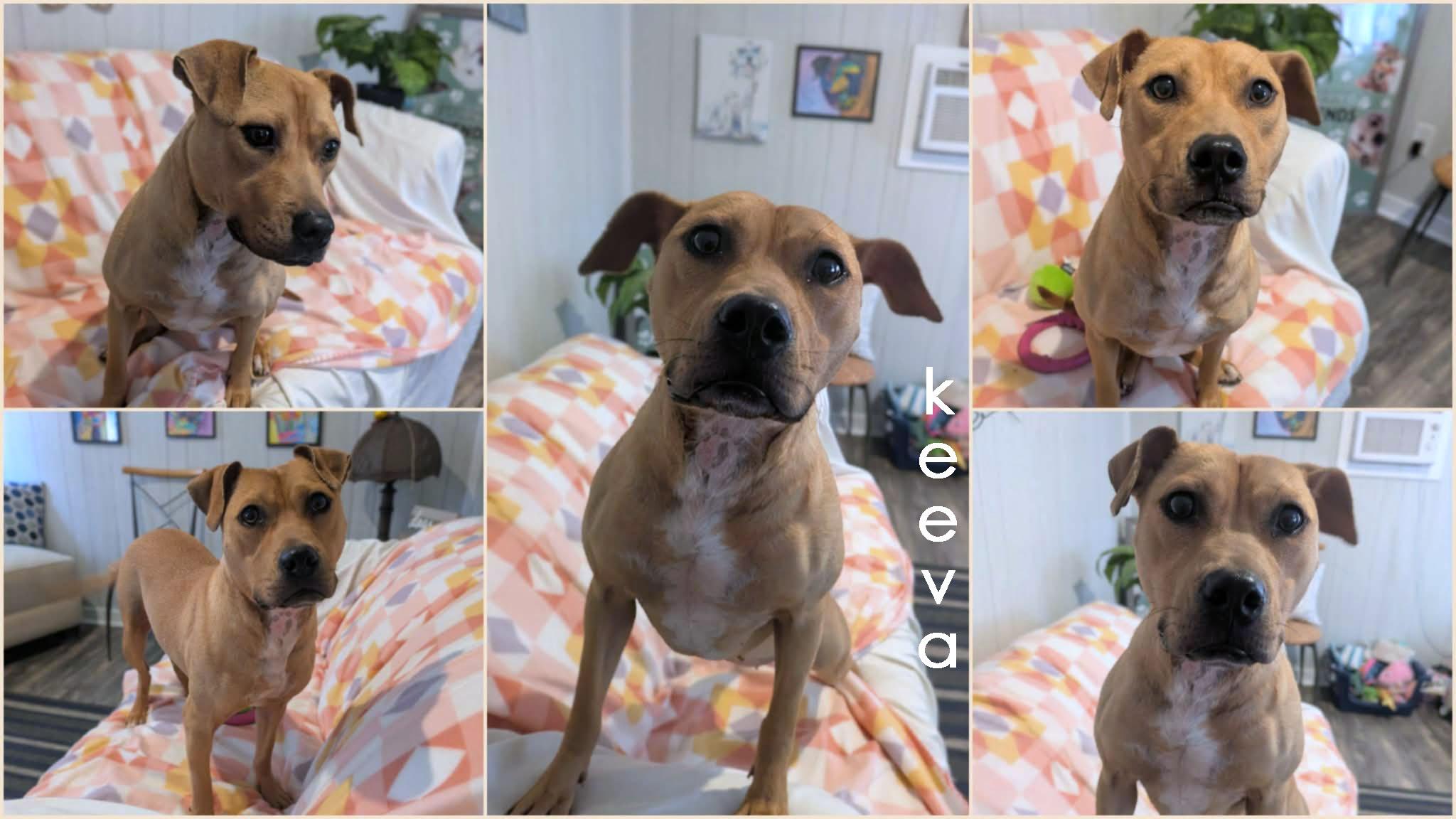 Enlarge Keeva, a ADOPTABLE mixed breed in Ozark, AL image 3/4