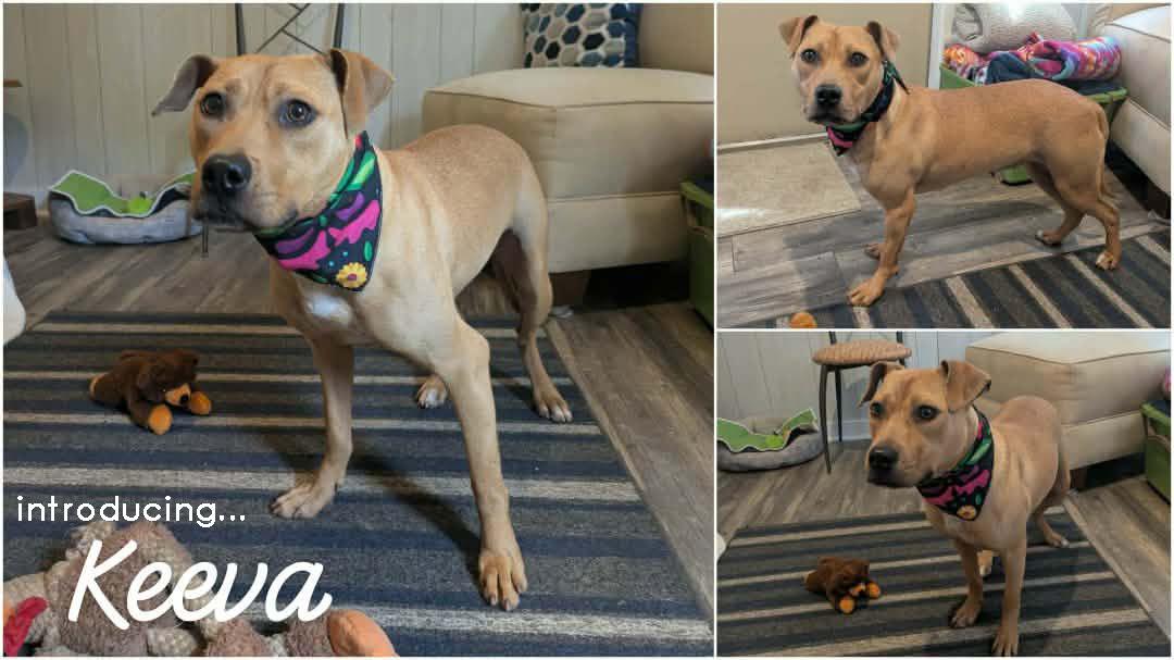 Enlarge Keeva, a ADOPTABLE mixed breed in Ozark, AL image 2/4