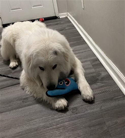 BEAR, Adoptable, Young Male Great Pyrenees.